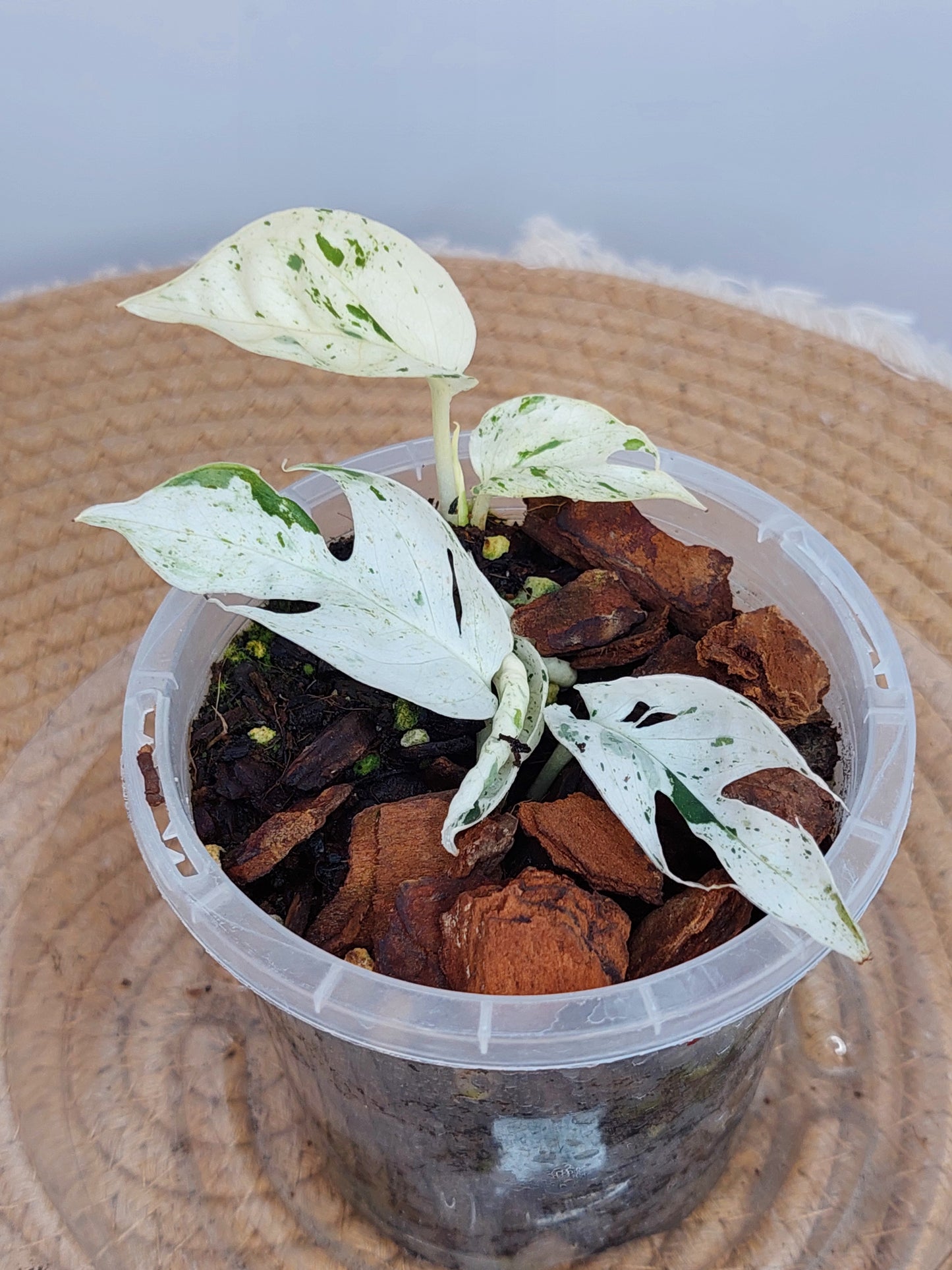 Epipremnum Pinnatum Marble 3