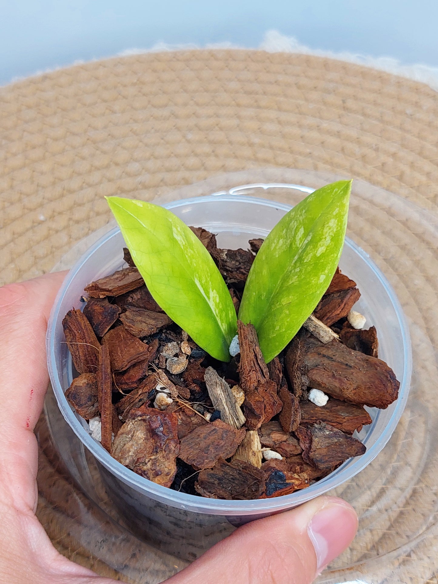 ZZ plant variegated 3