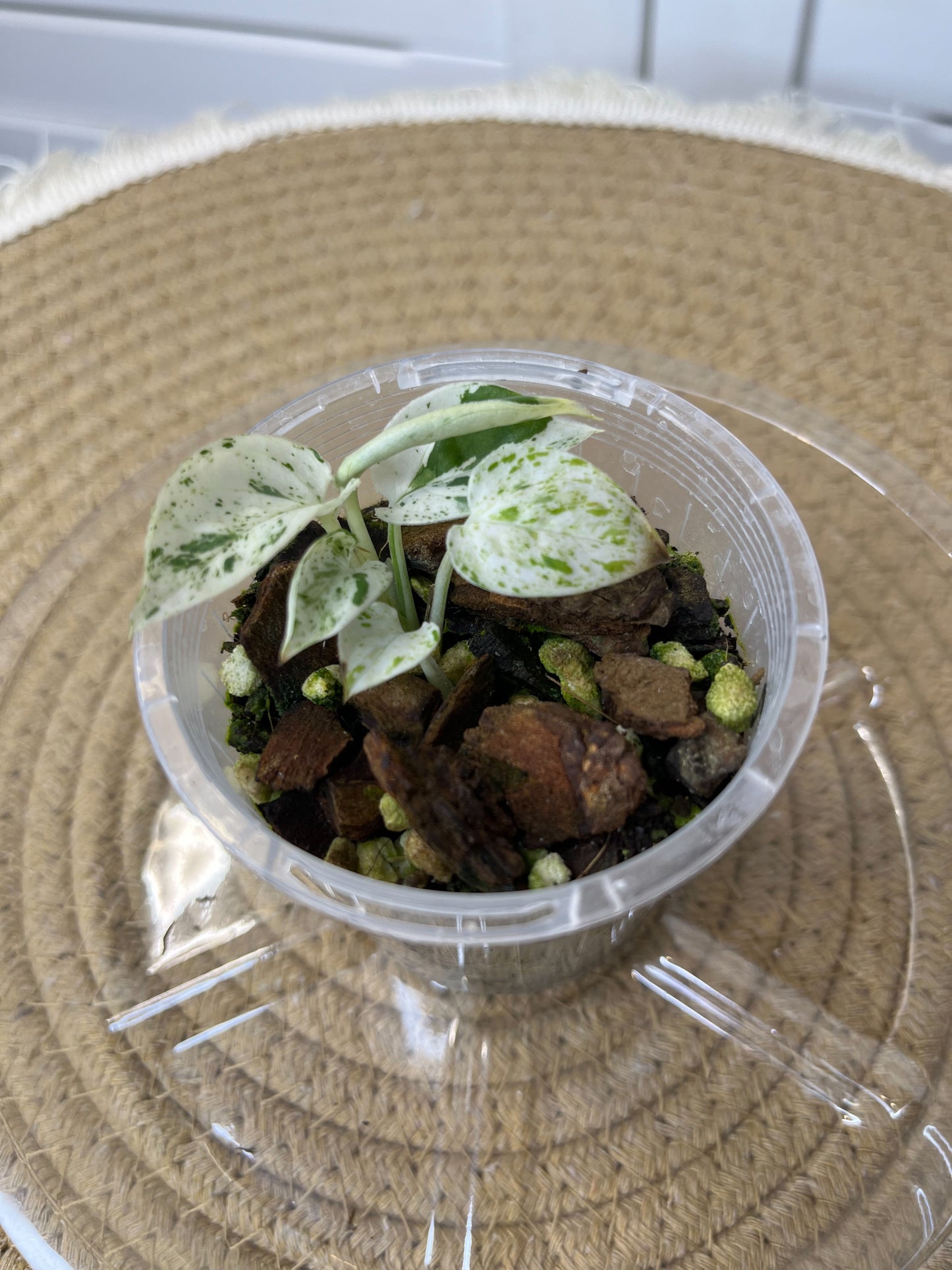 Epipremnum Pinnatum Marble #3 (Small)