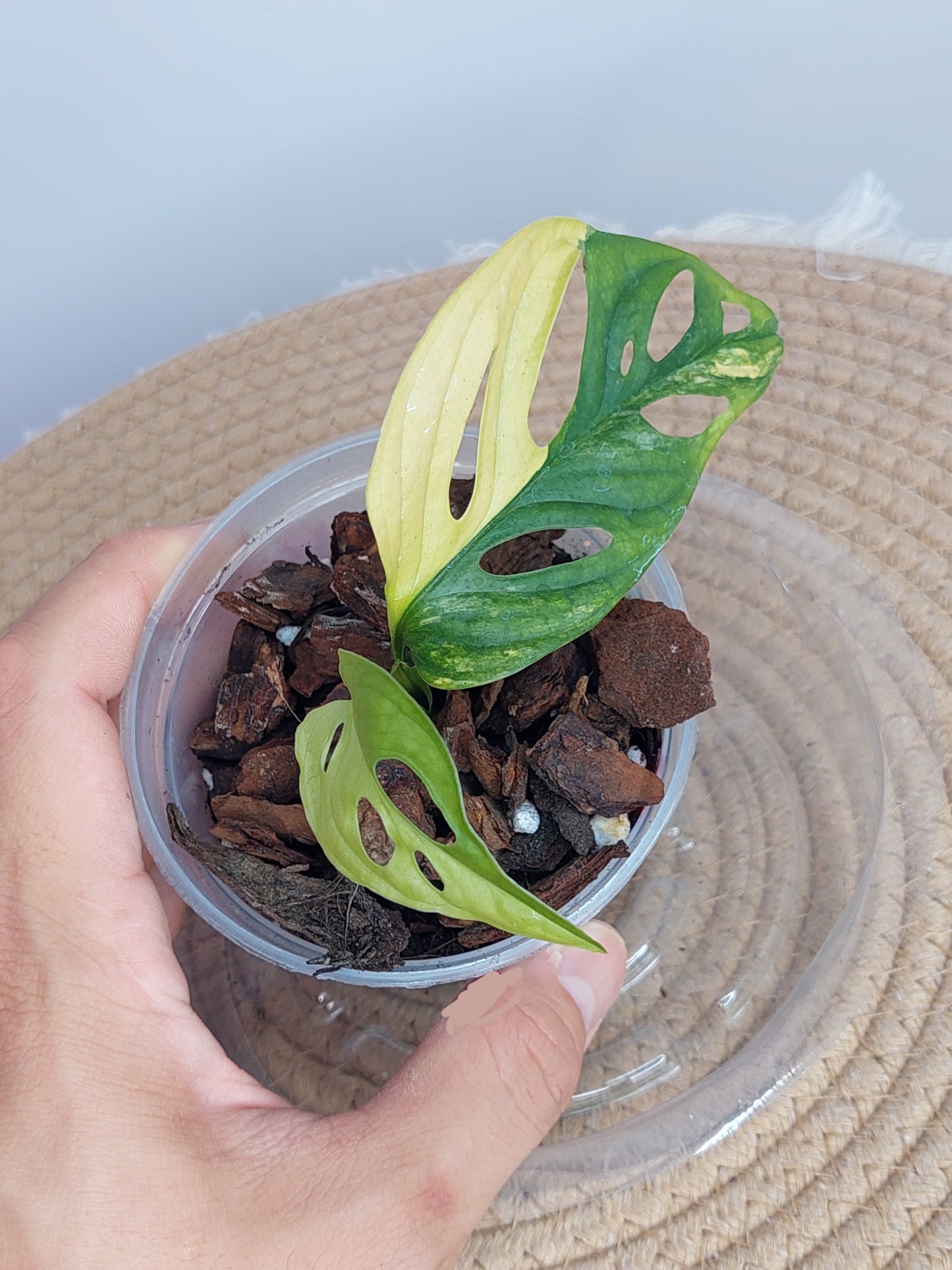 Monstera Monkey Mask(Adansonii) Aurea Variegated 3