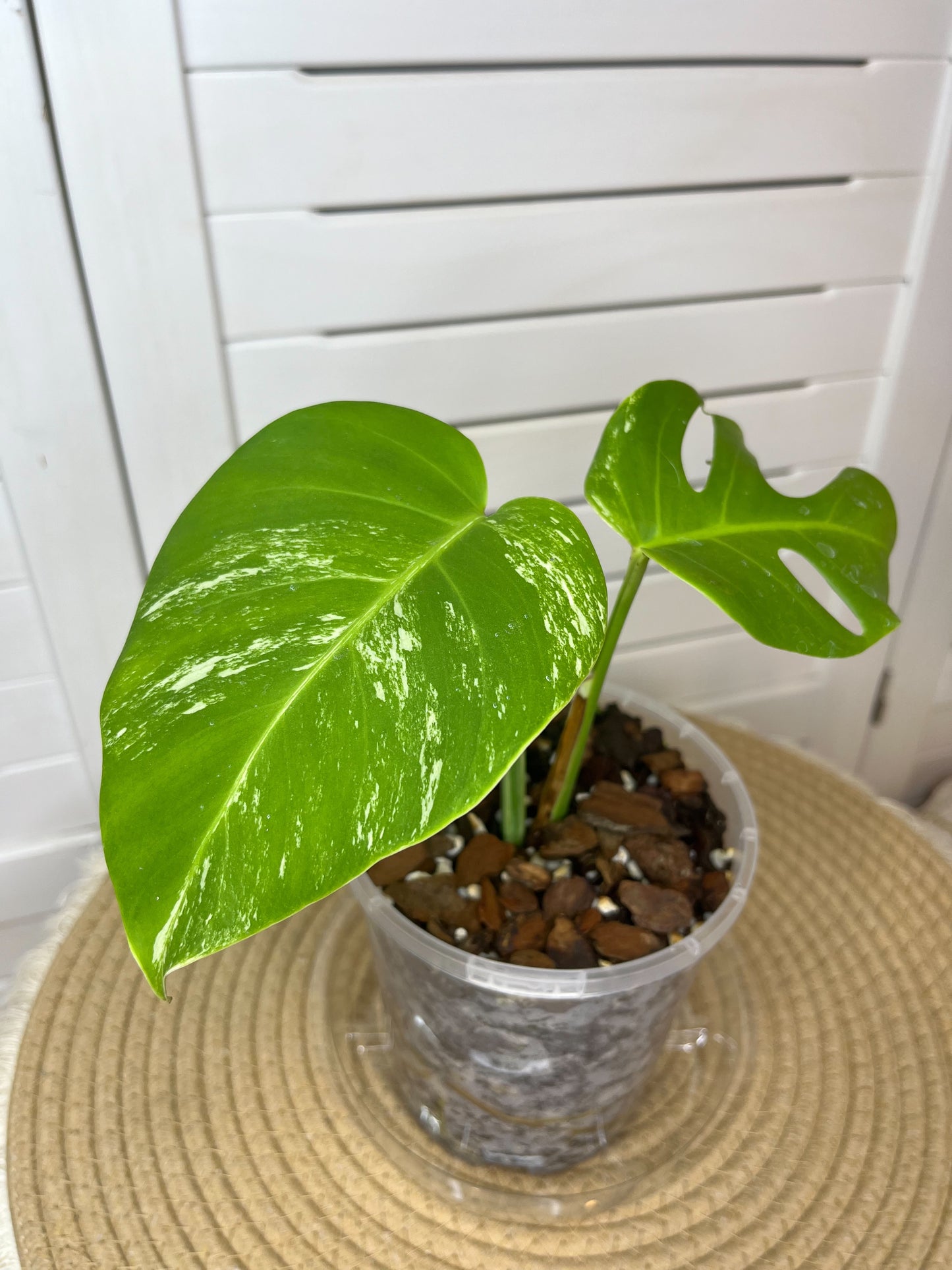 Monstera Borsigiana Albo Variegated 3