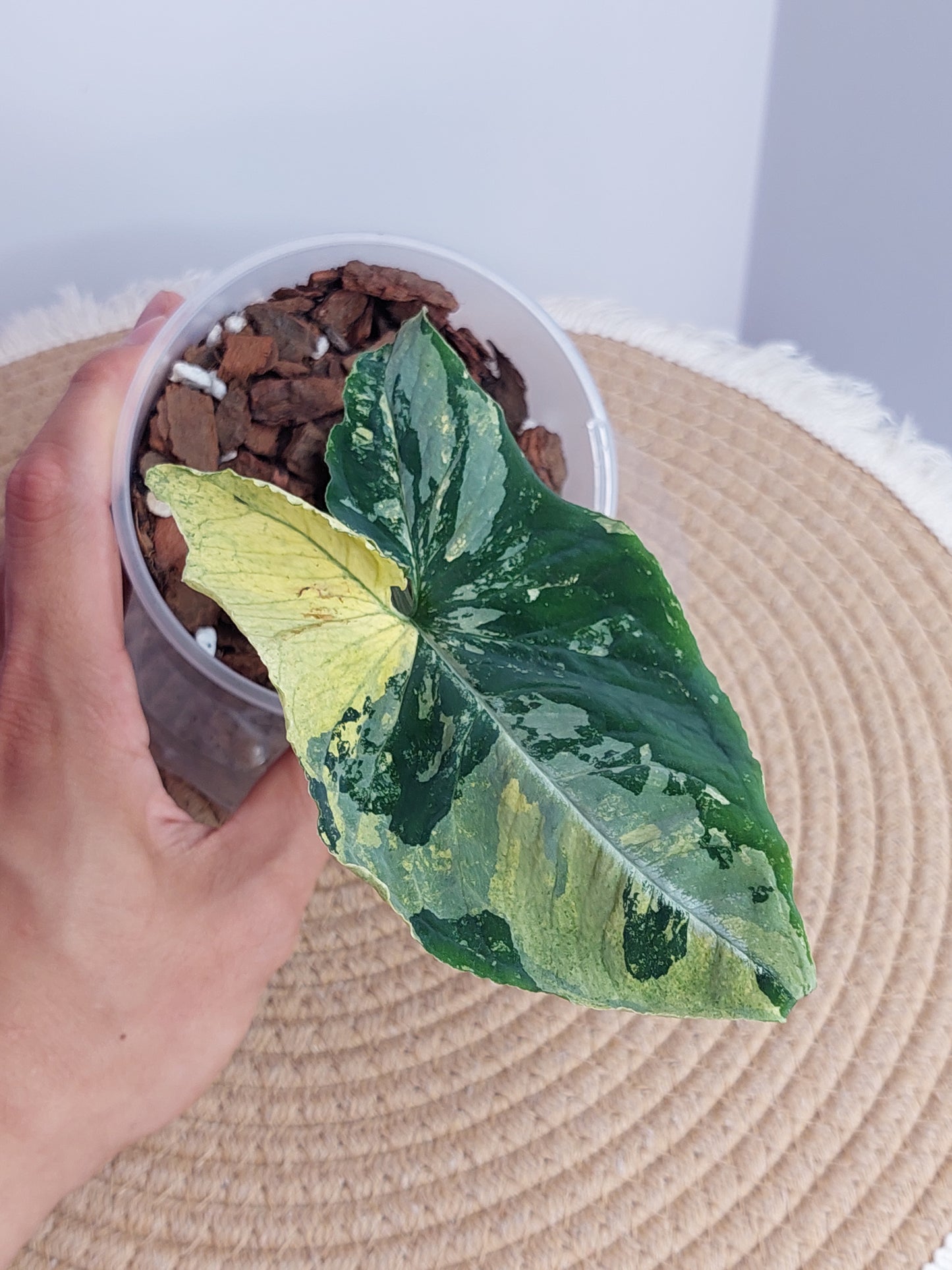 Syngonium Scrambled Eggs #C