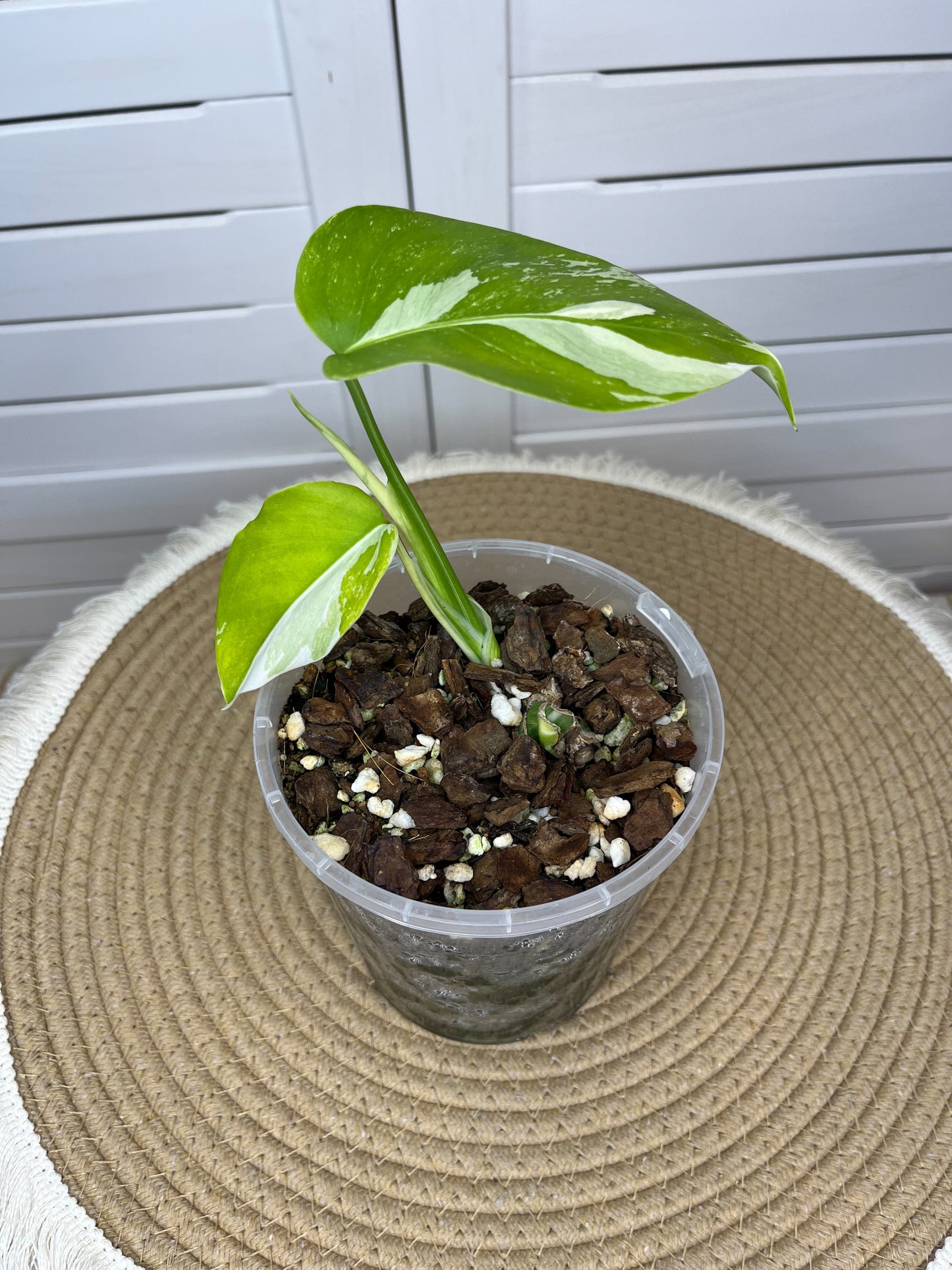 Monstera Borsigiana Albo Variegated (3)