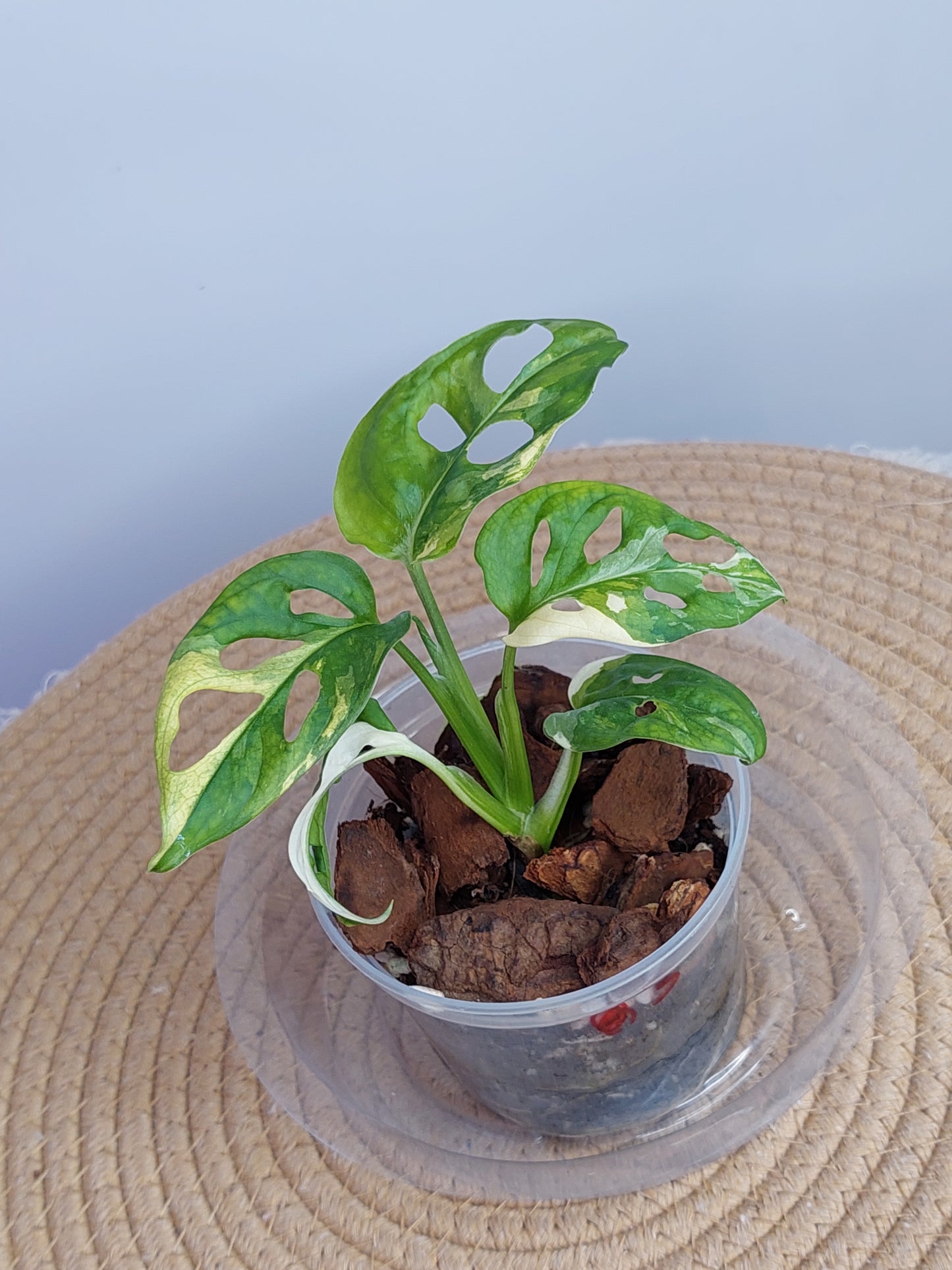 Monstera Monkey Mask(Adansonii) Variegated 3