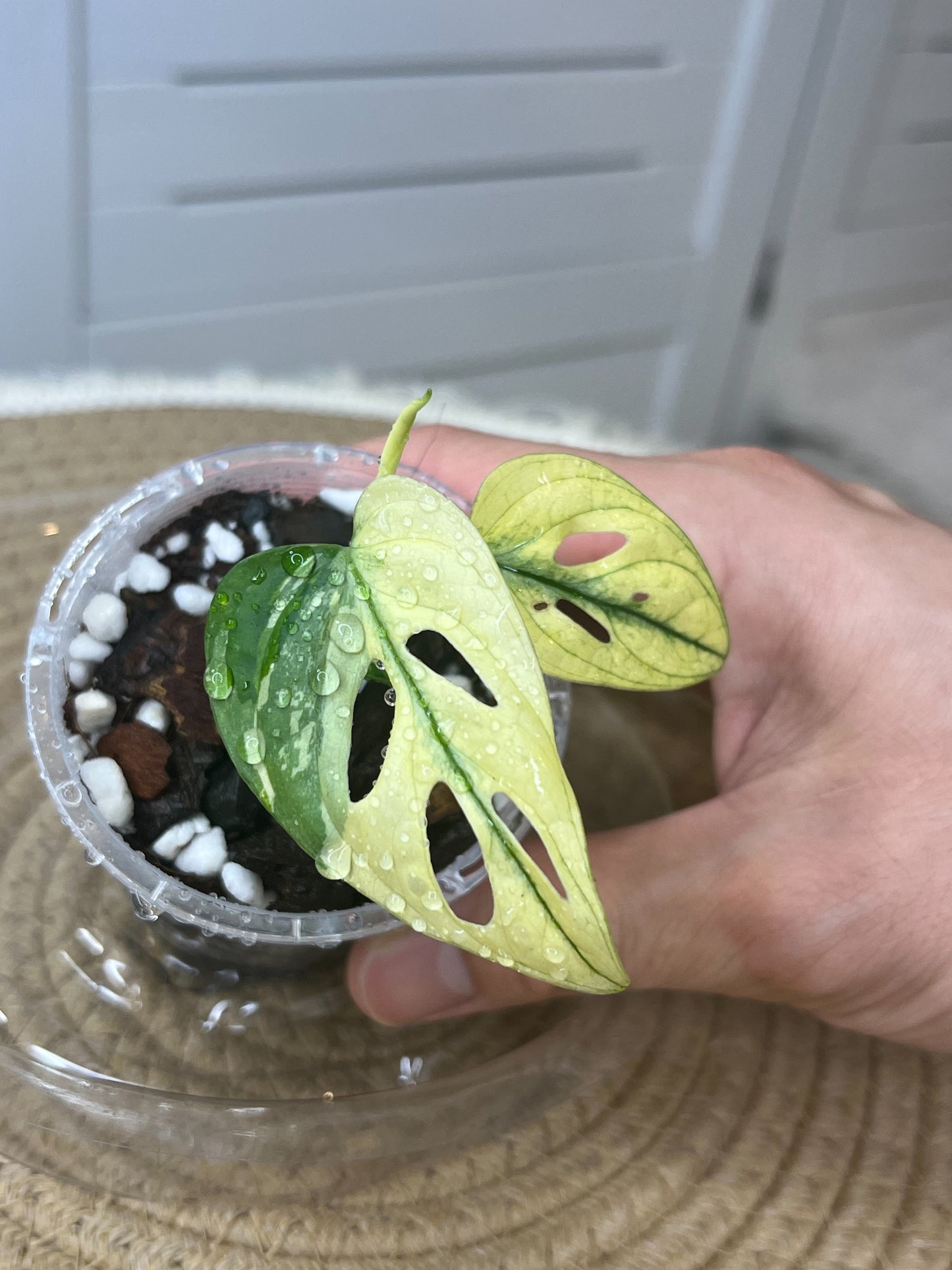 Monstera Monkey Mask(Adansonii) Highly Variegated #3