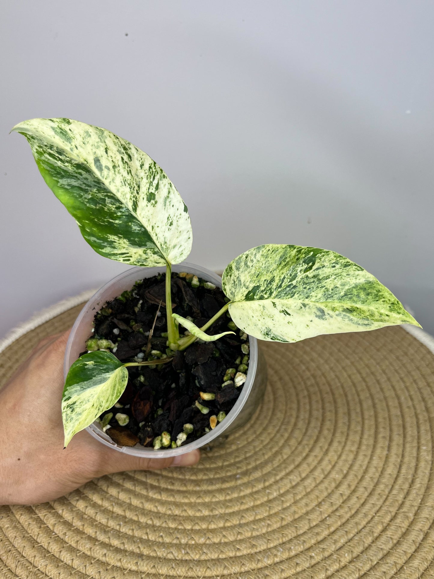 Minima Albo(Rhaphidophora Tetrasperma) Variegated #1