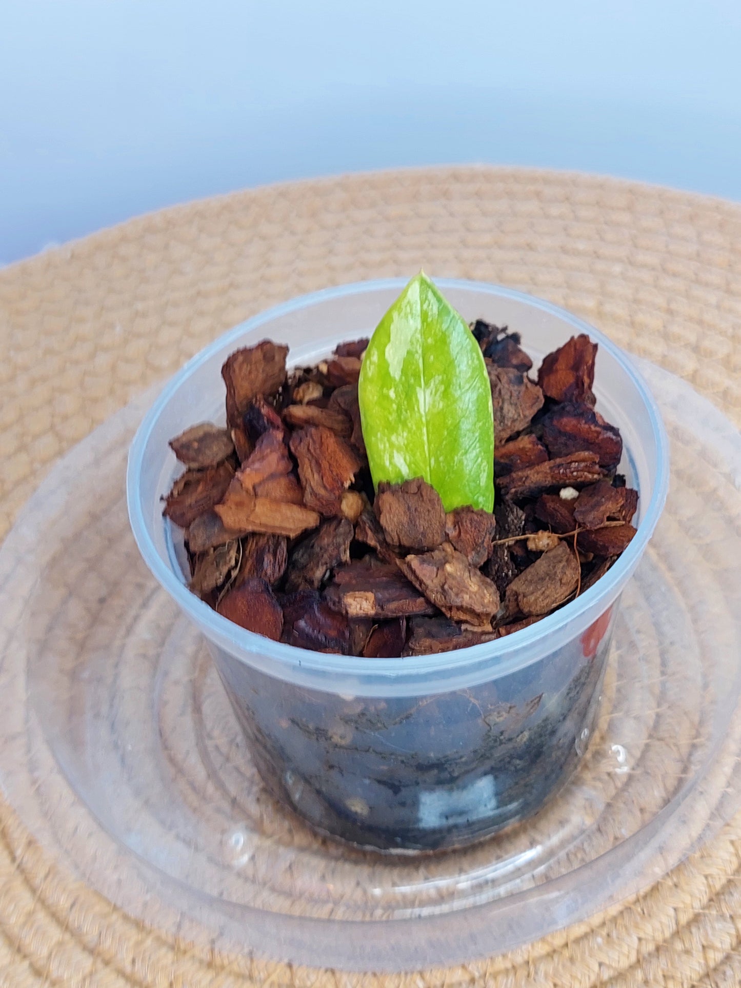 ZZ plant variegated 3