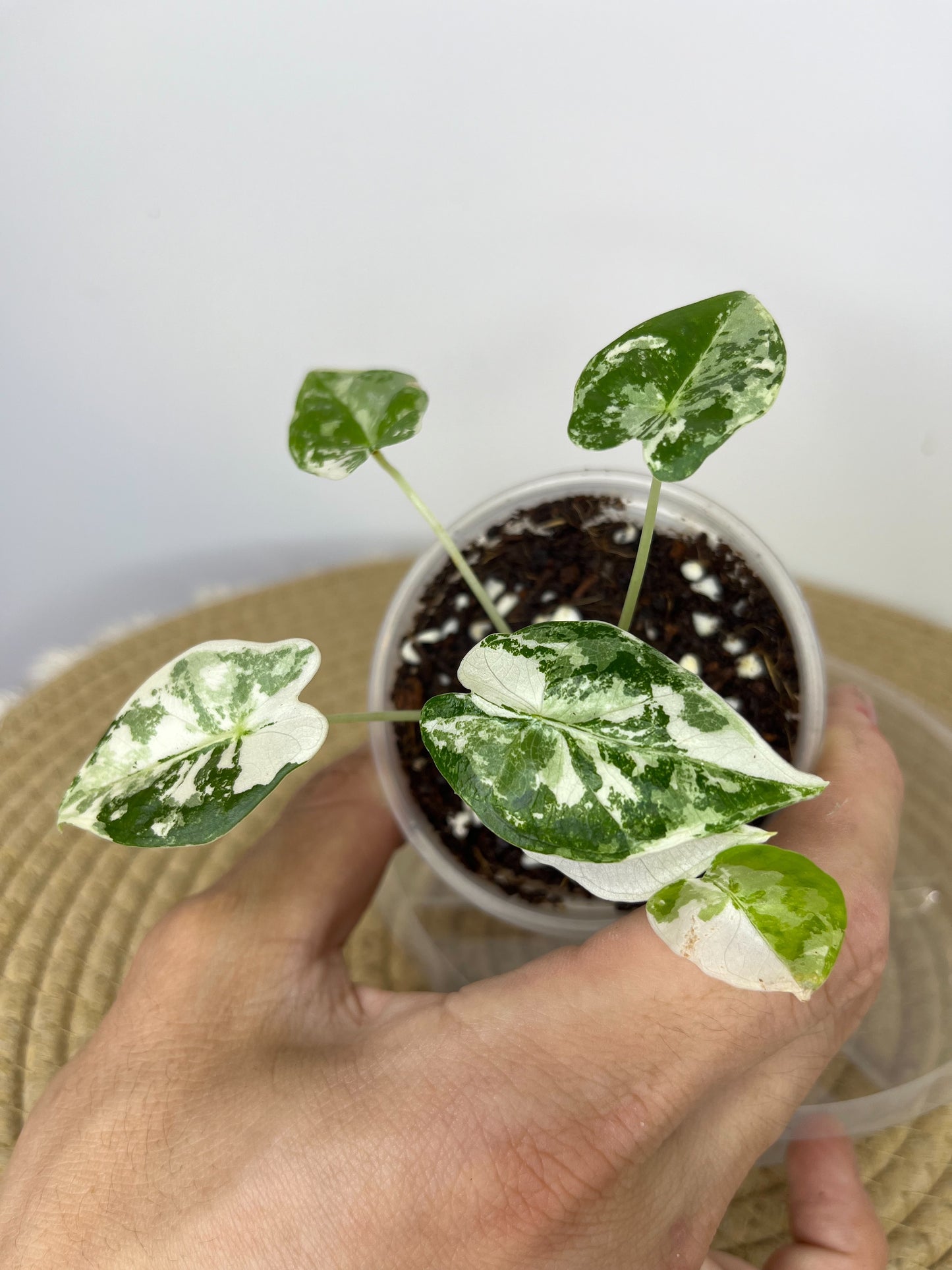 Alocasia Frydek Variegated (Small) #2