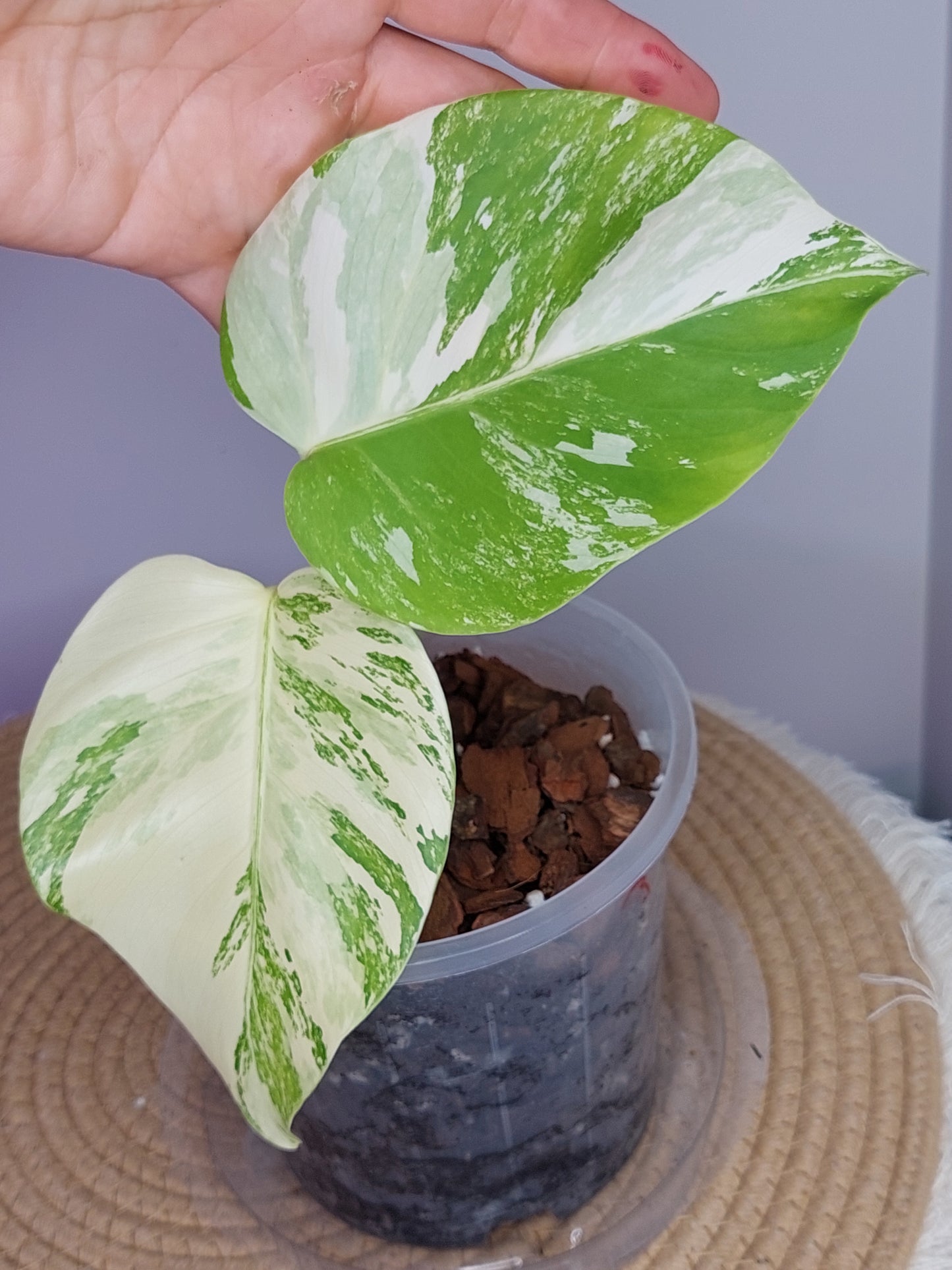 Monstera Borsigiana Albo Variegated 3