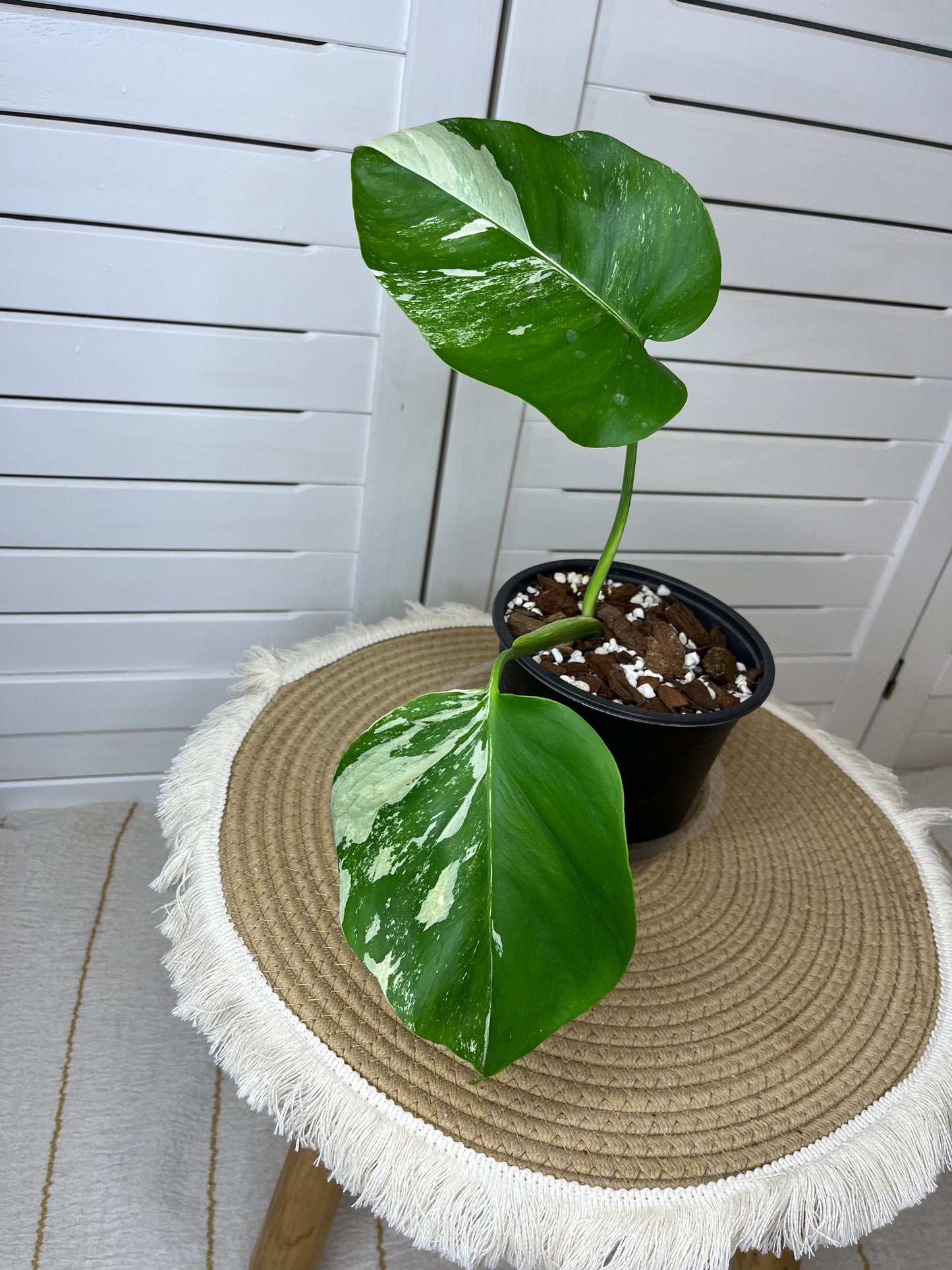 Monstera Borsigiana Albo Variegated 3
