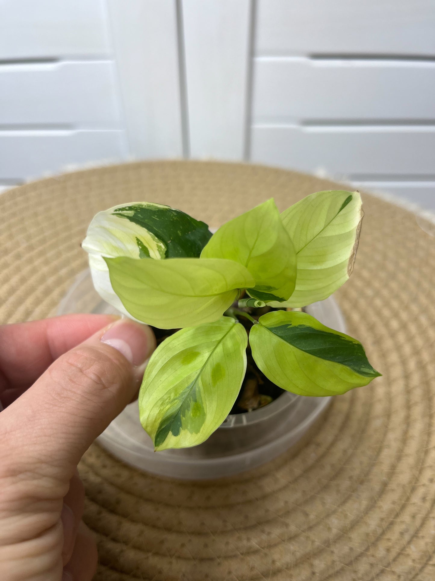 Maranta Variegated (Prayer Plant) #3