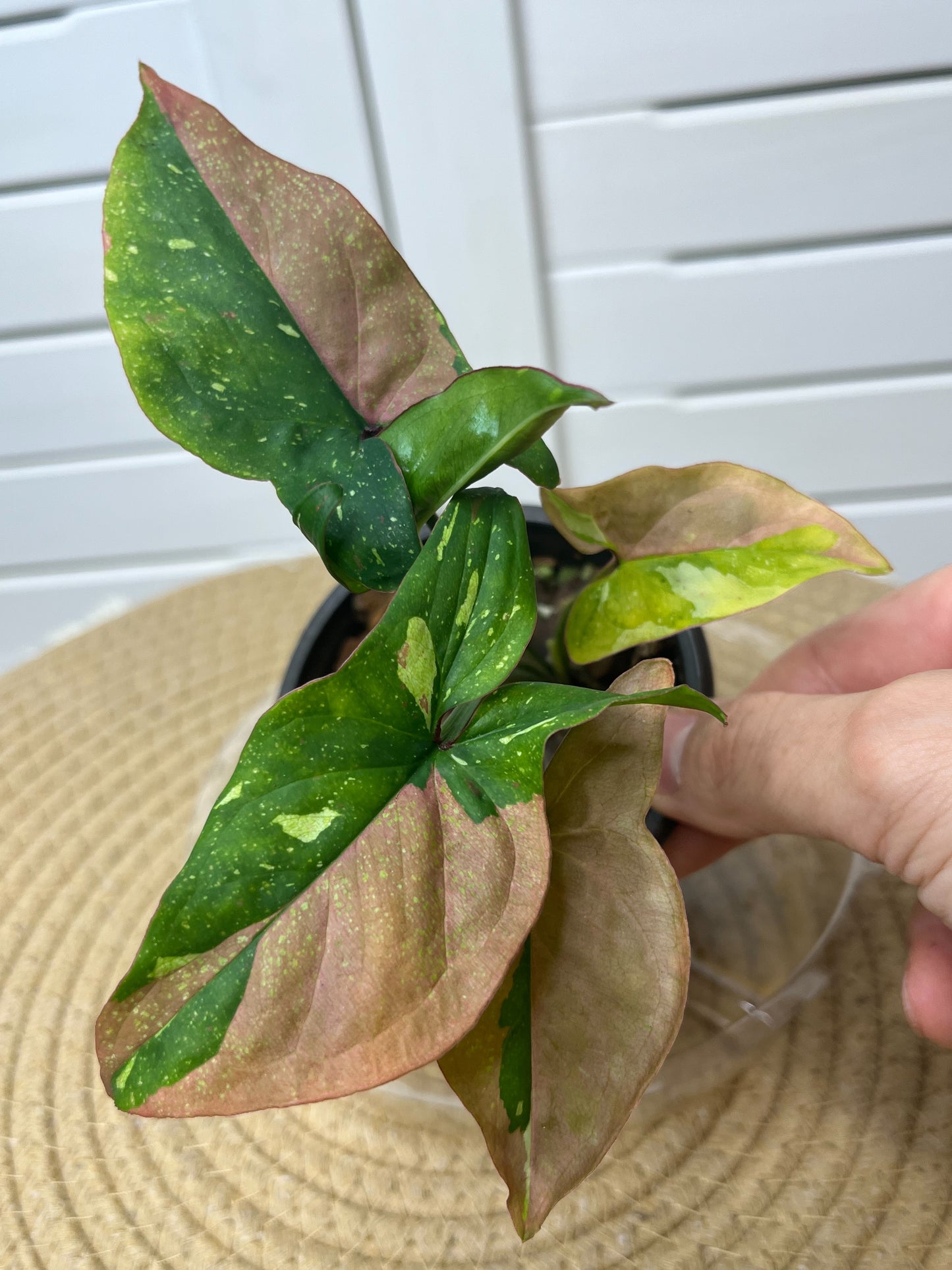 Syngonium Red Spot Tricolour 3