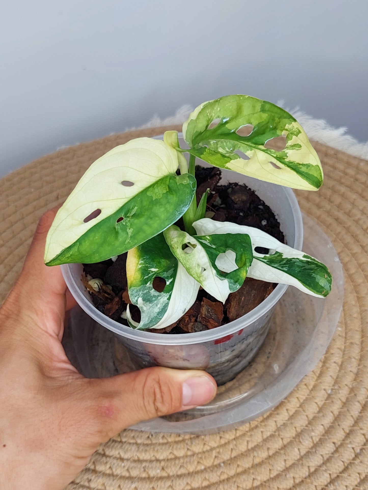 Monstera Monkey Mask(Adansonii) Variegated - (1)