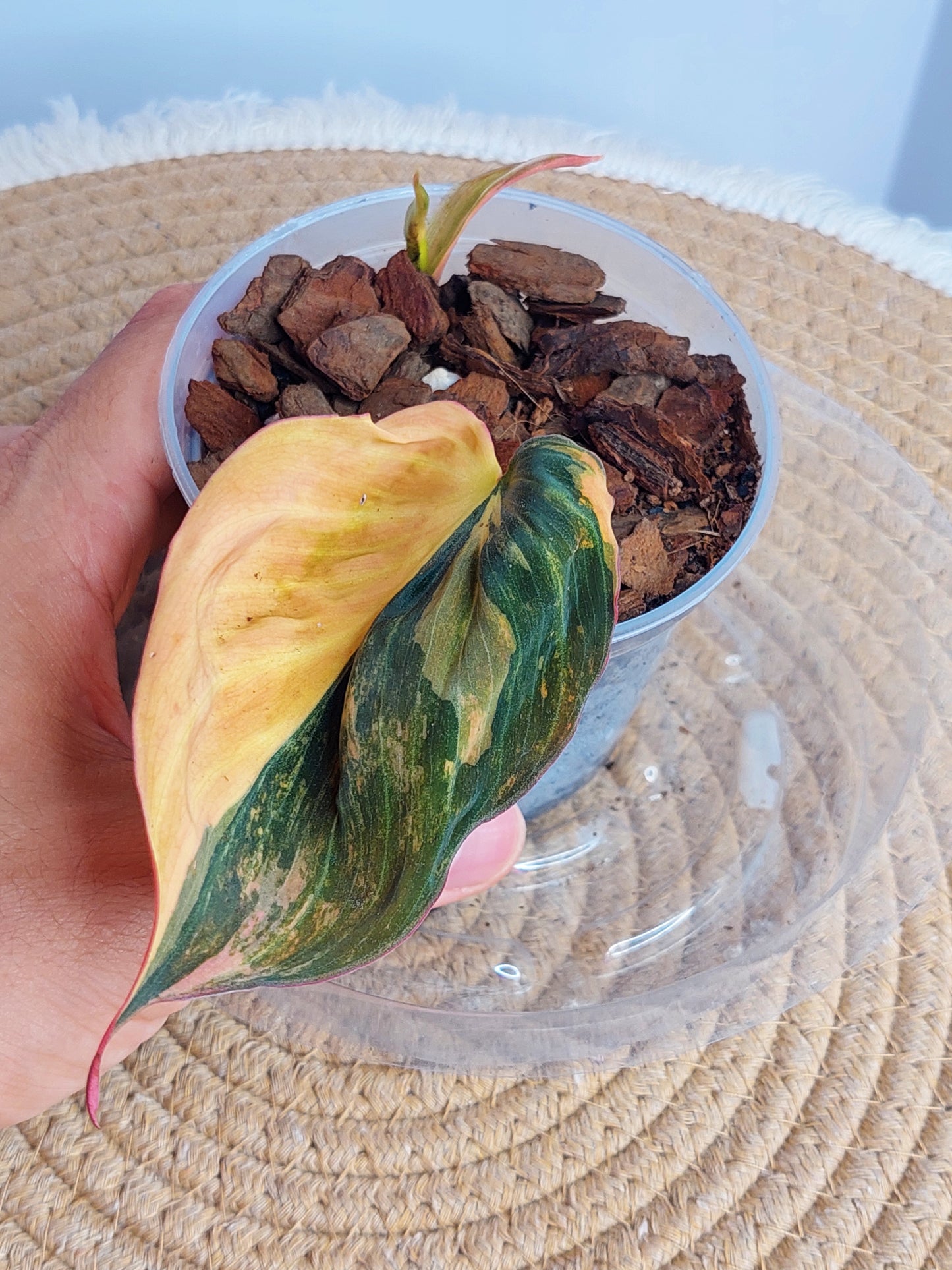Philodendron Mican Variegated #A