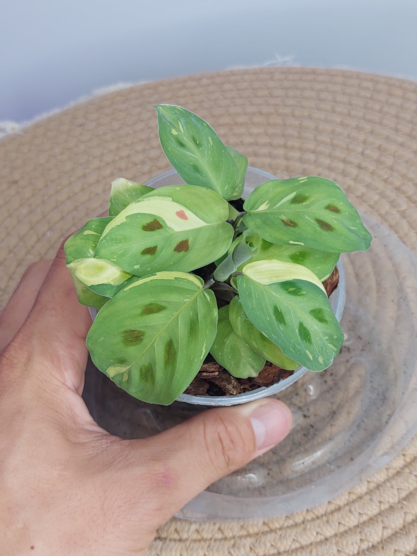 Prayer Plant(Maranta) Variegated 3