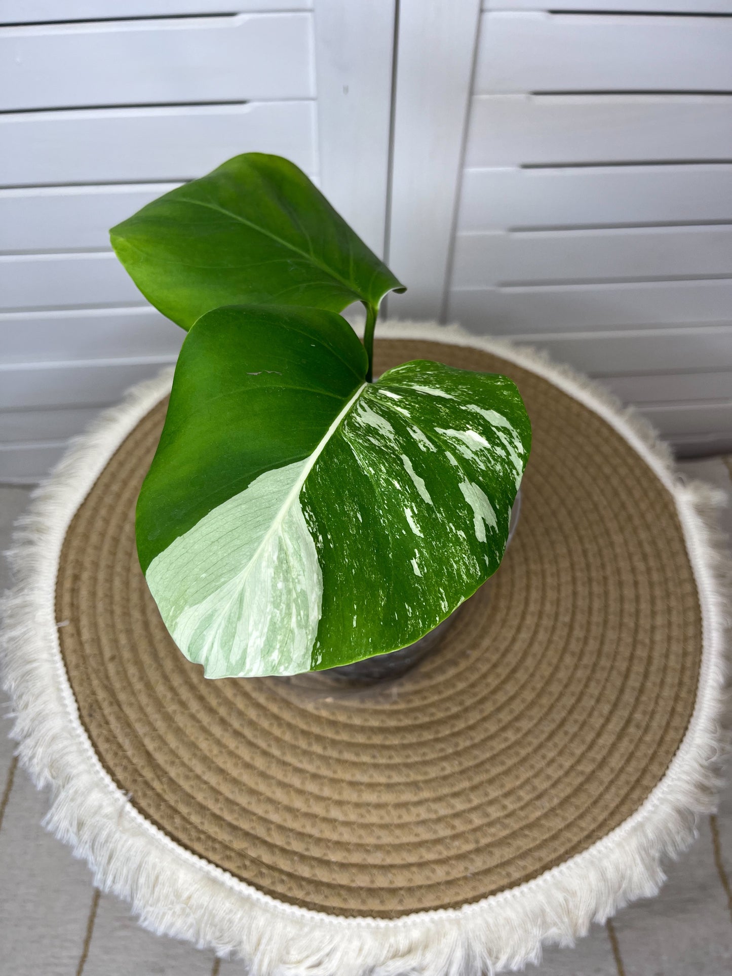 Monstera Borsigiana Albo Variegated 3