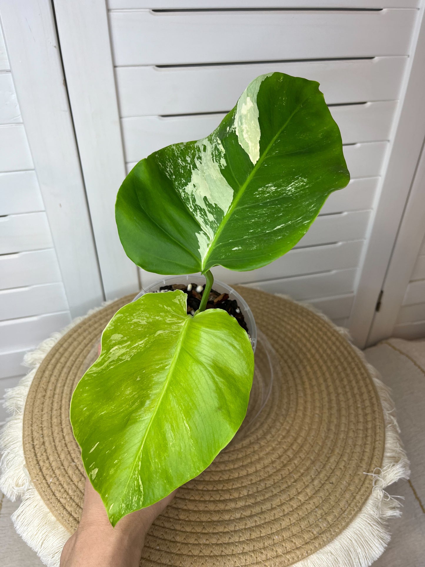 Monstera Borsigiana Albo Variegated - 3
