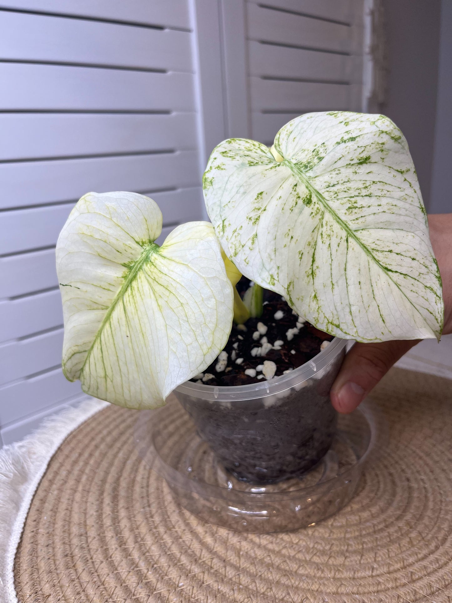 Monstera Deliciosa Mint Variegated #3