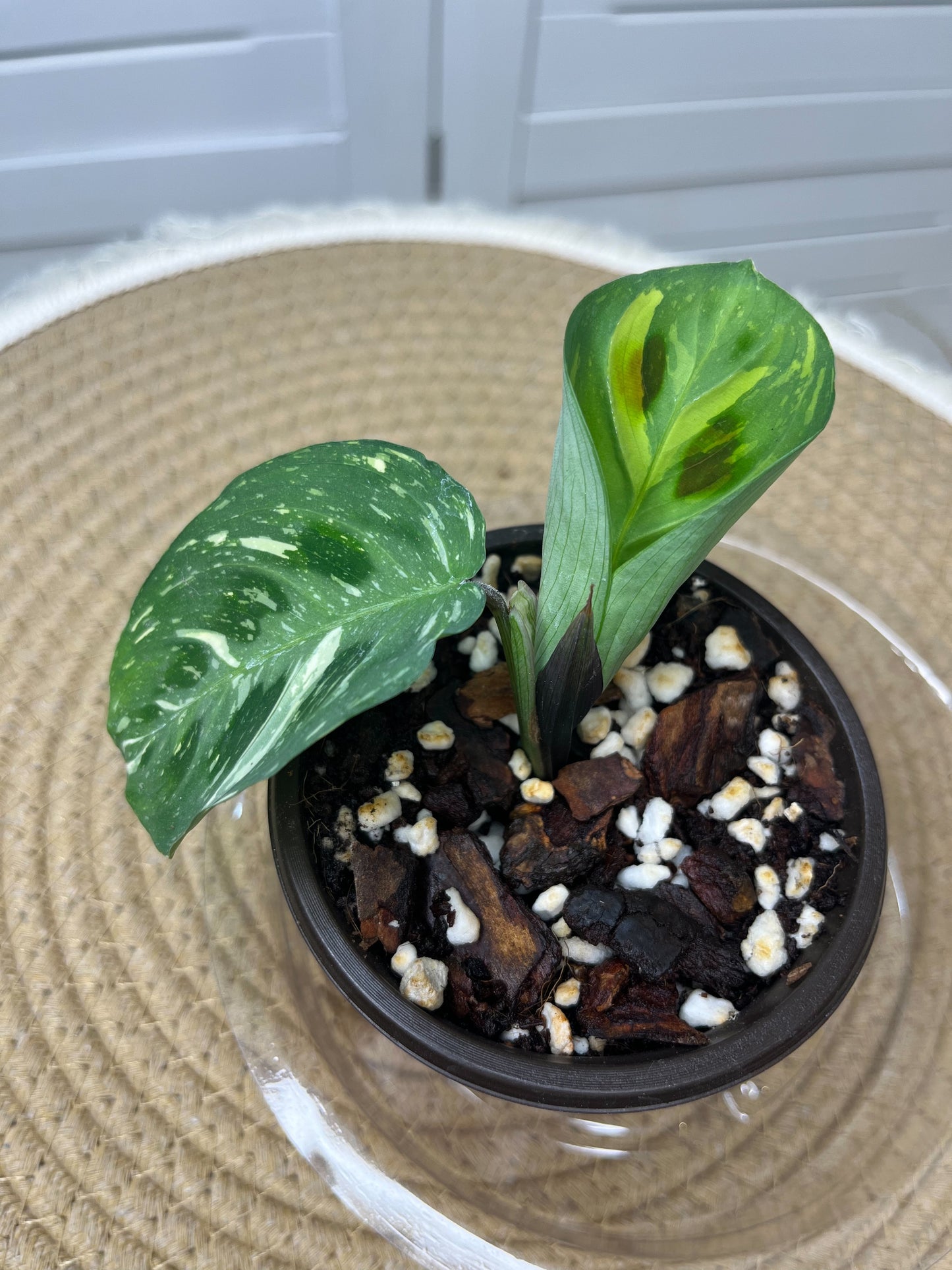 Prayer Plant(Maranta) Variegated @3
