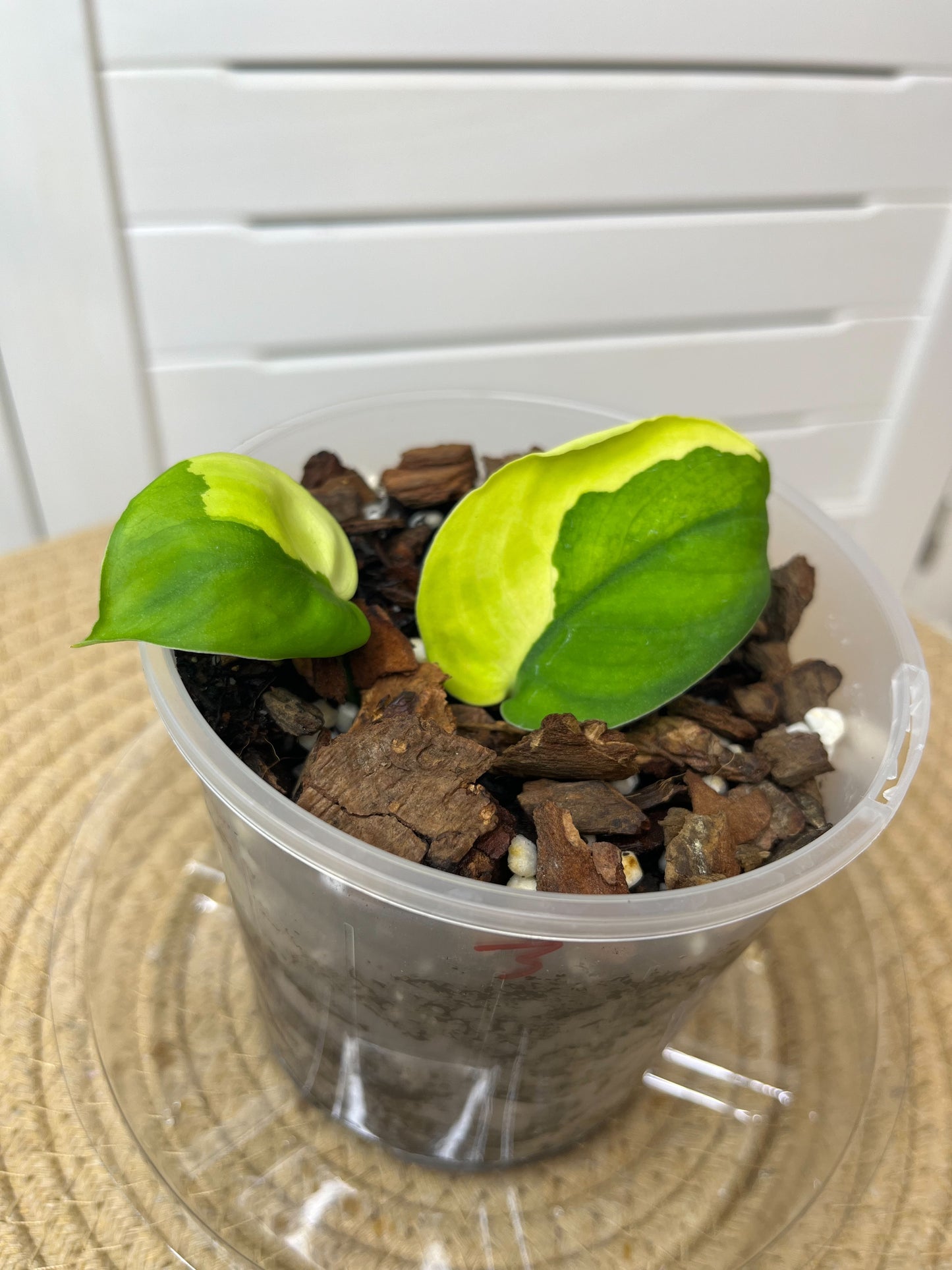 Scindapsus Jade Satin Variegated C