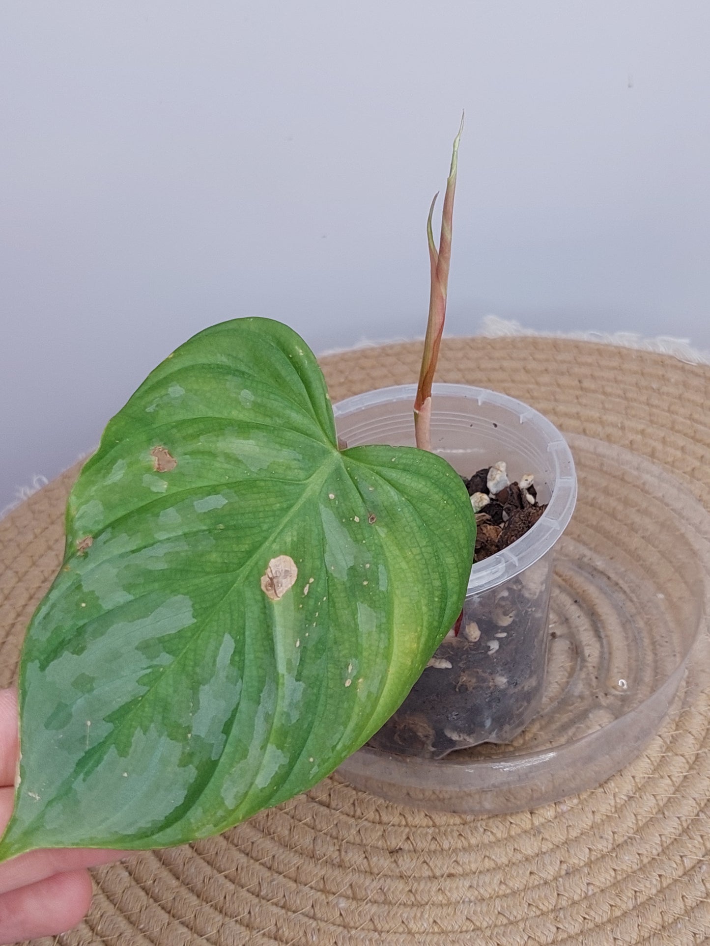 Philodendron Majestic 1