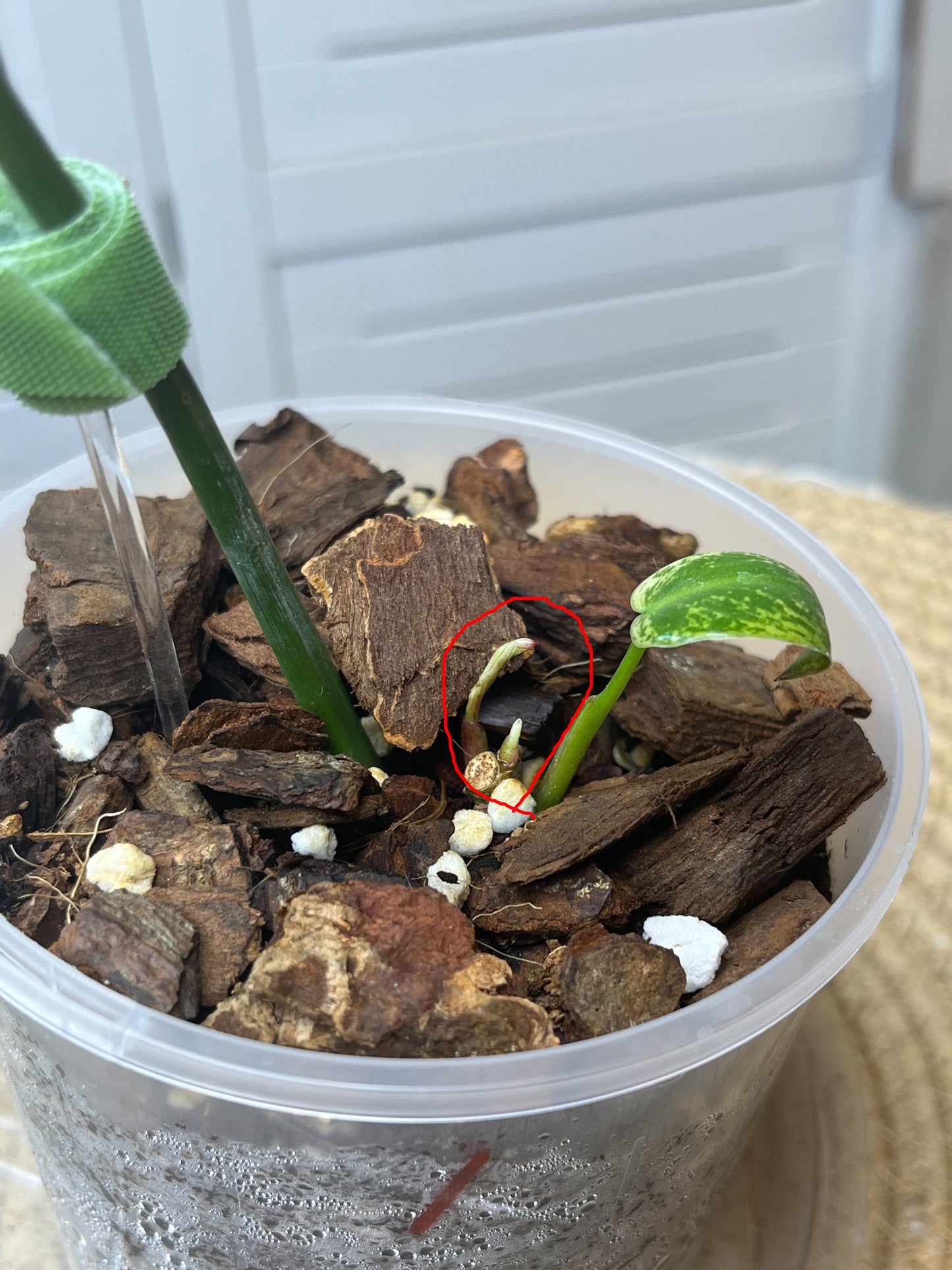 Philodendron Imbe Variegated (2 heads) -1