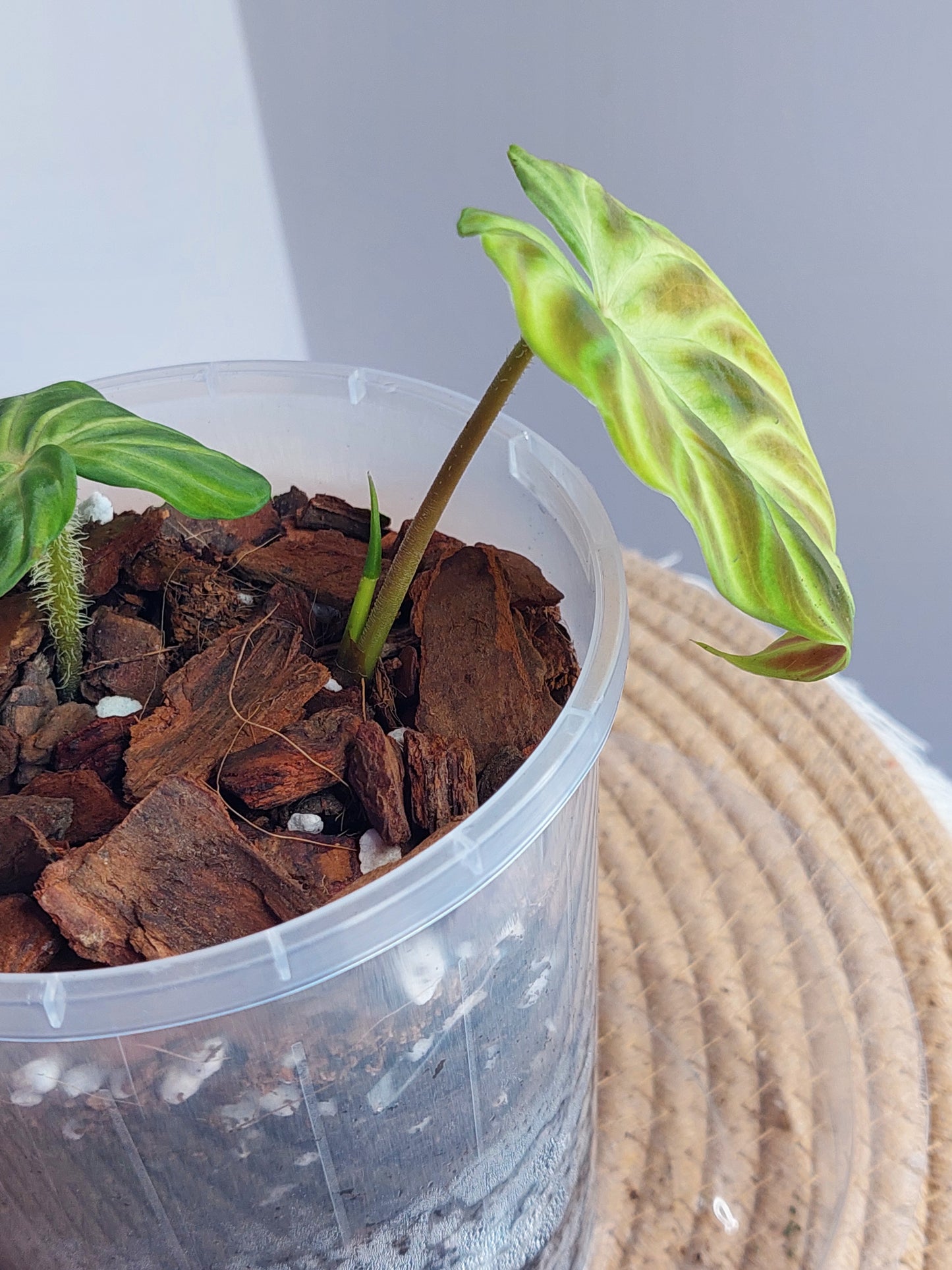 Philodendron Verrucosum - 1