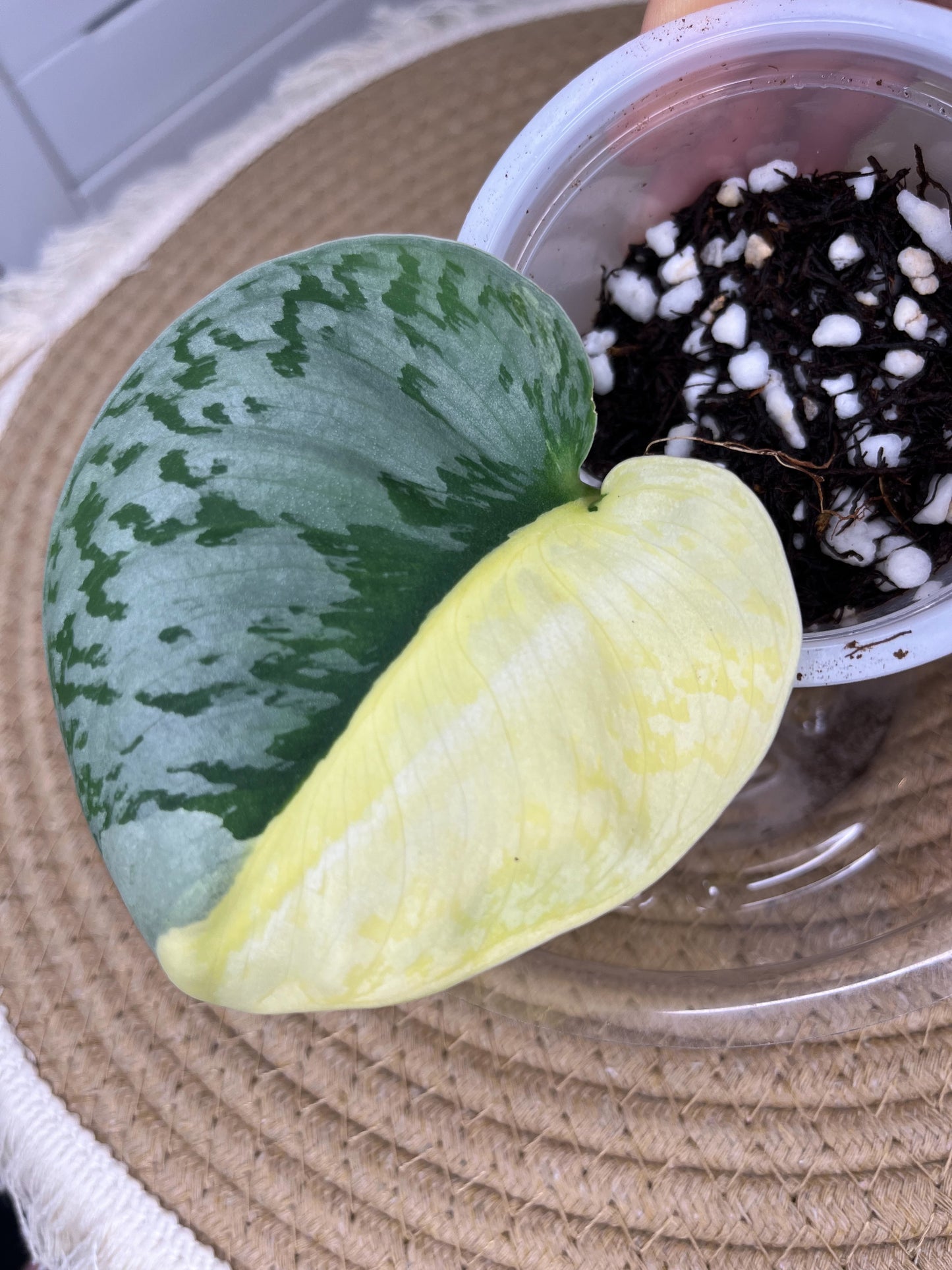 Scindapsus Exotica Variegated(Cutting/rooted) 1