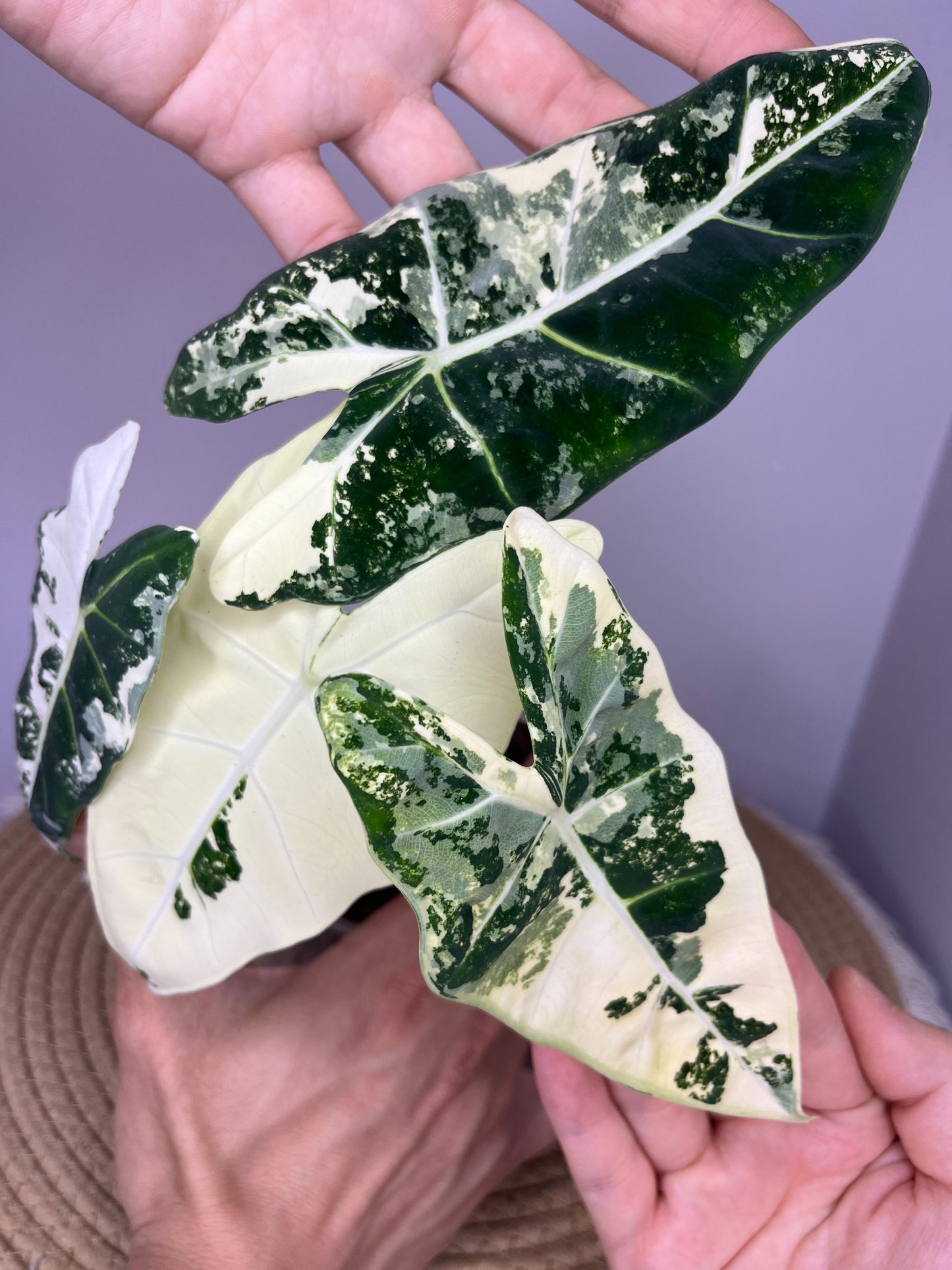 Alocasia Frydek Variegated #3
