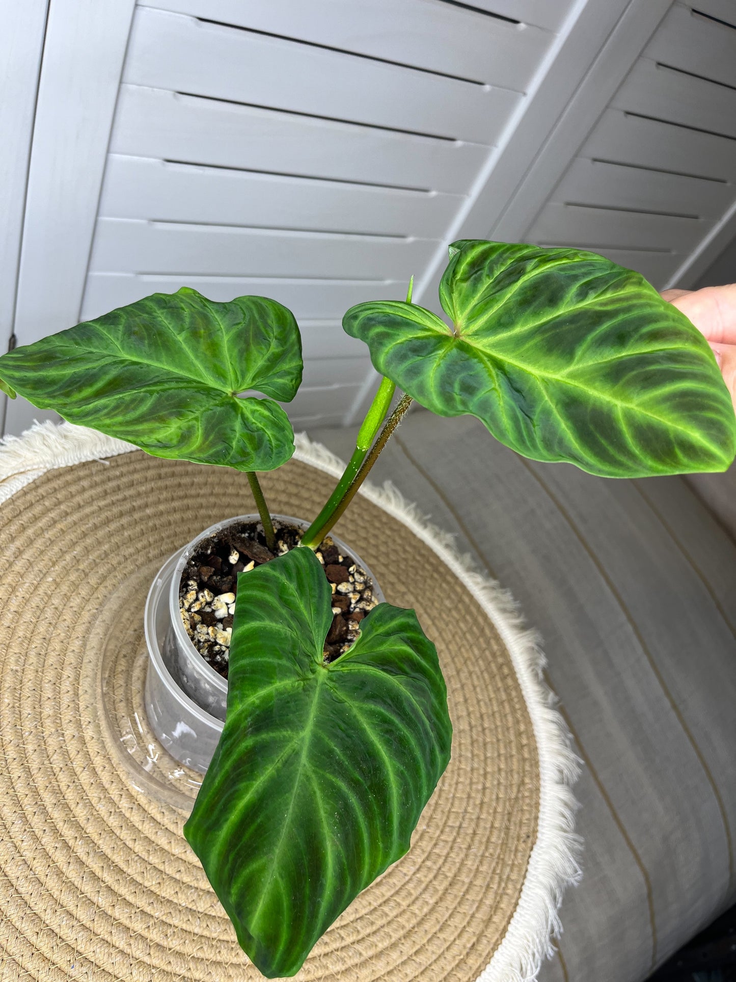 Philodendron Verrucosum 1