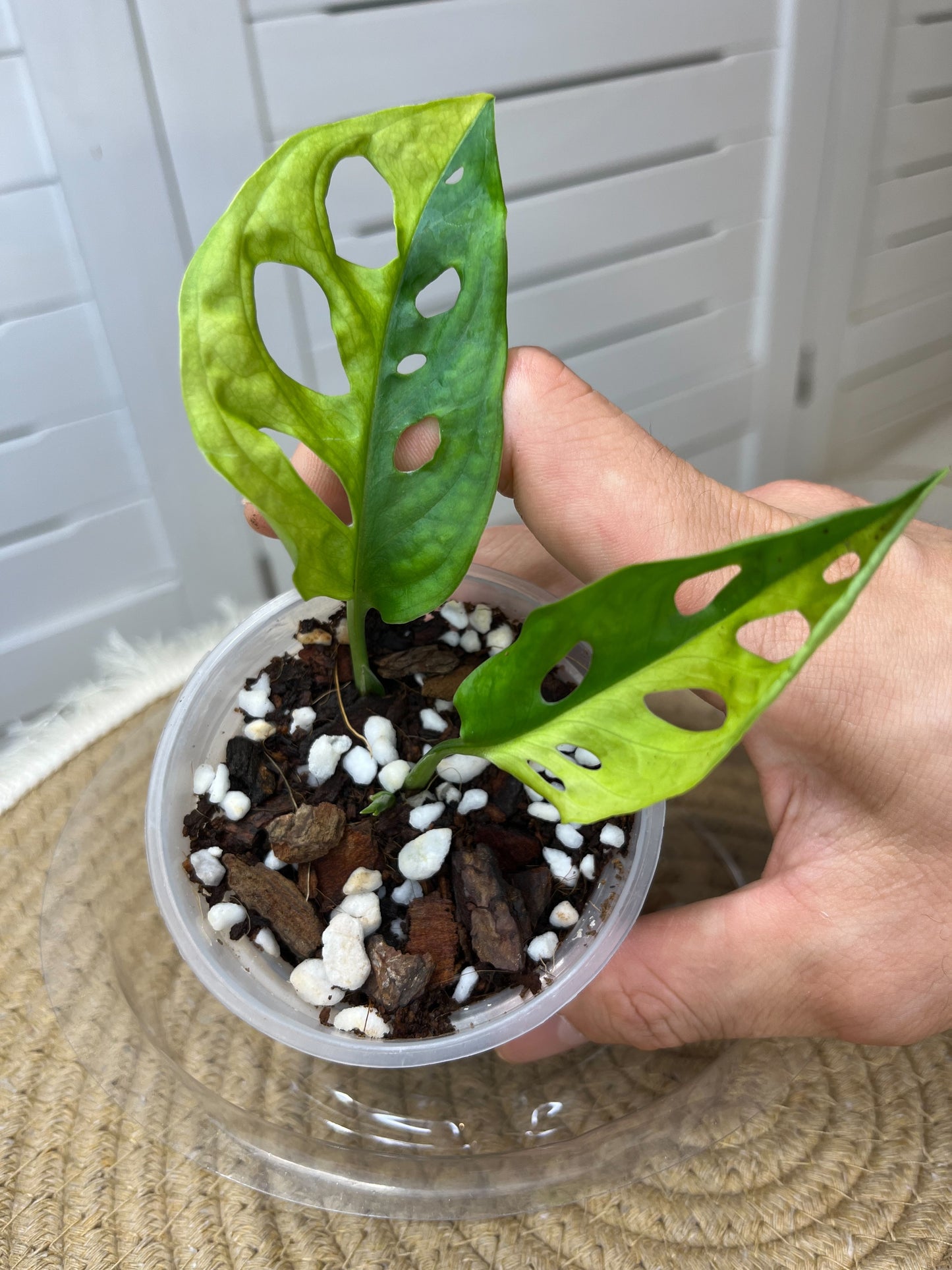 Monstera Monkey Mask(Adansonii) *Aurea HALF MOON Variegated #A