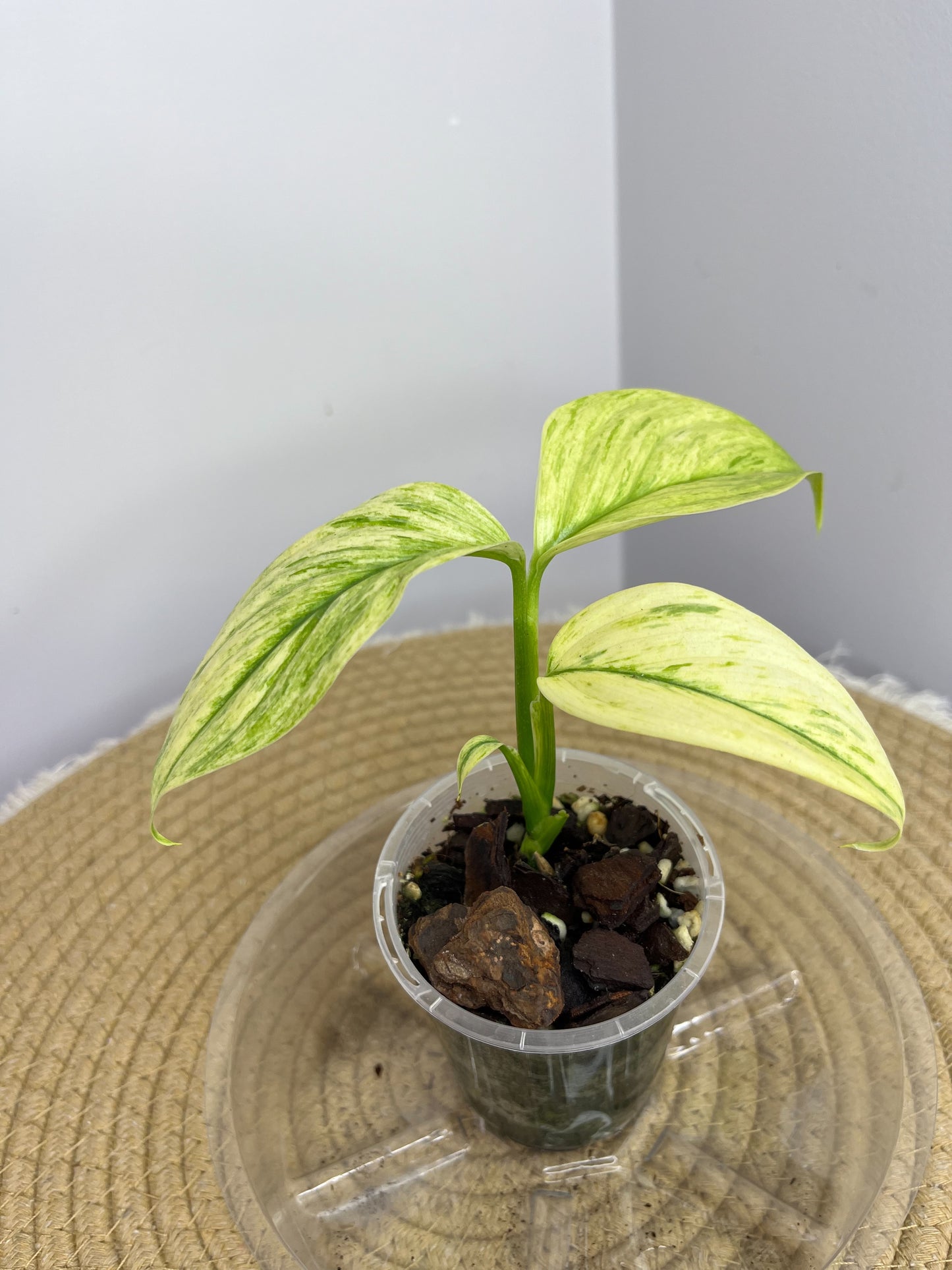 Scindapsus Longistipitatus Marble 01