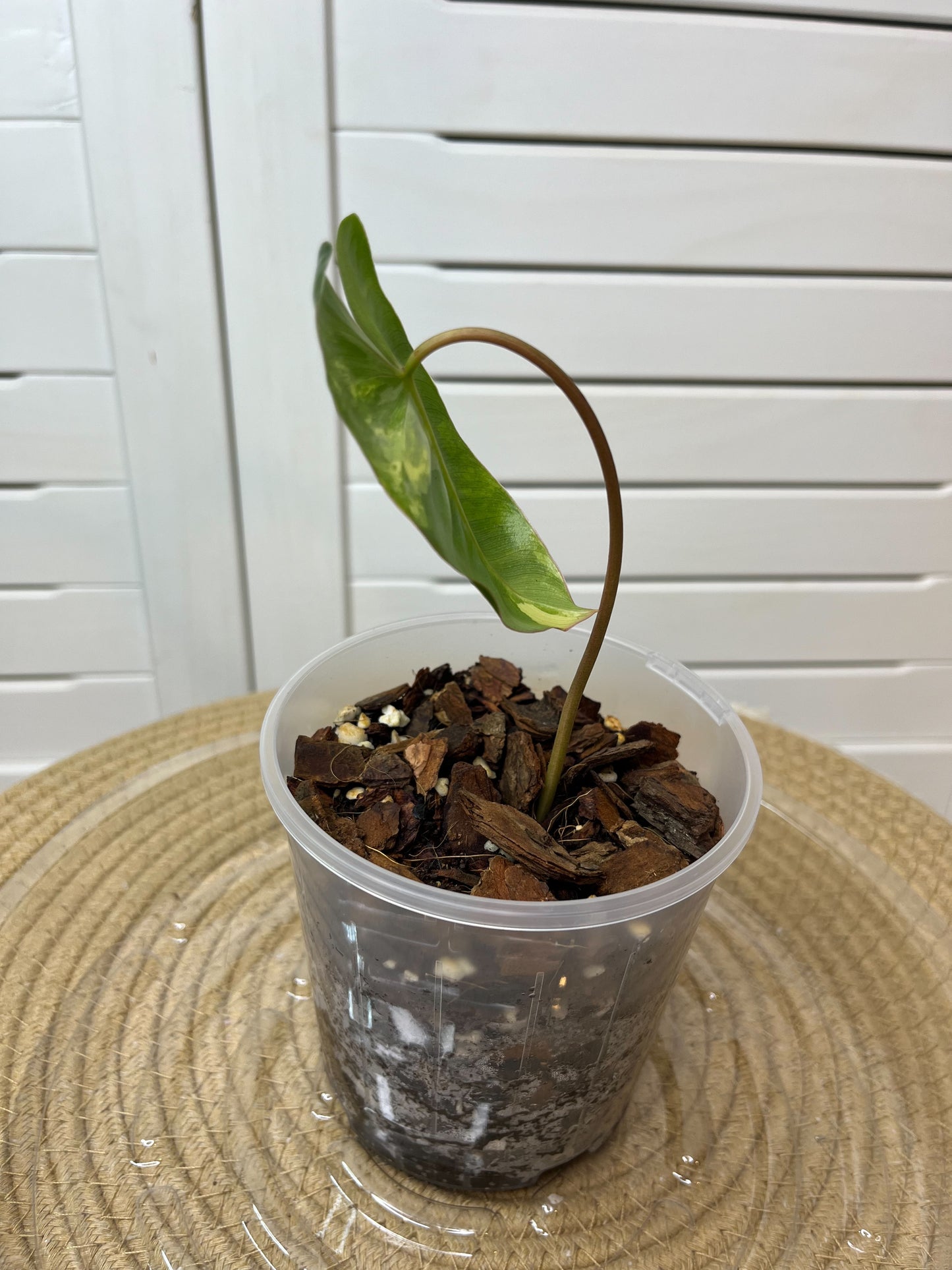 Philodendron Burle Marx variegated D