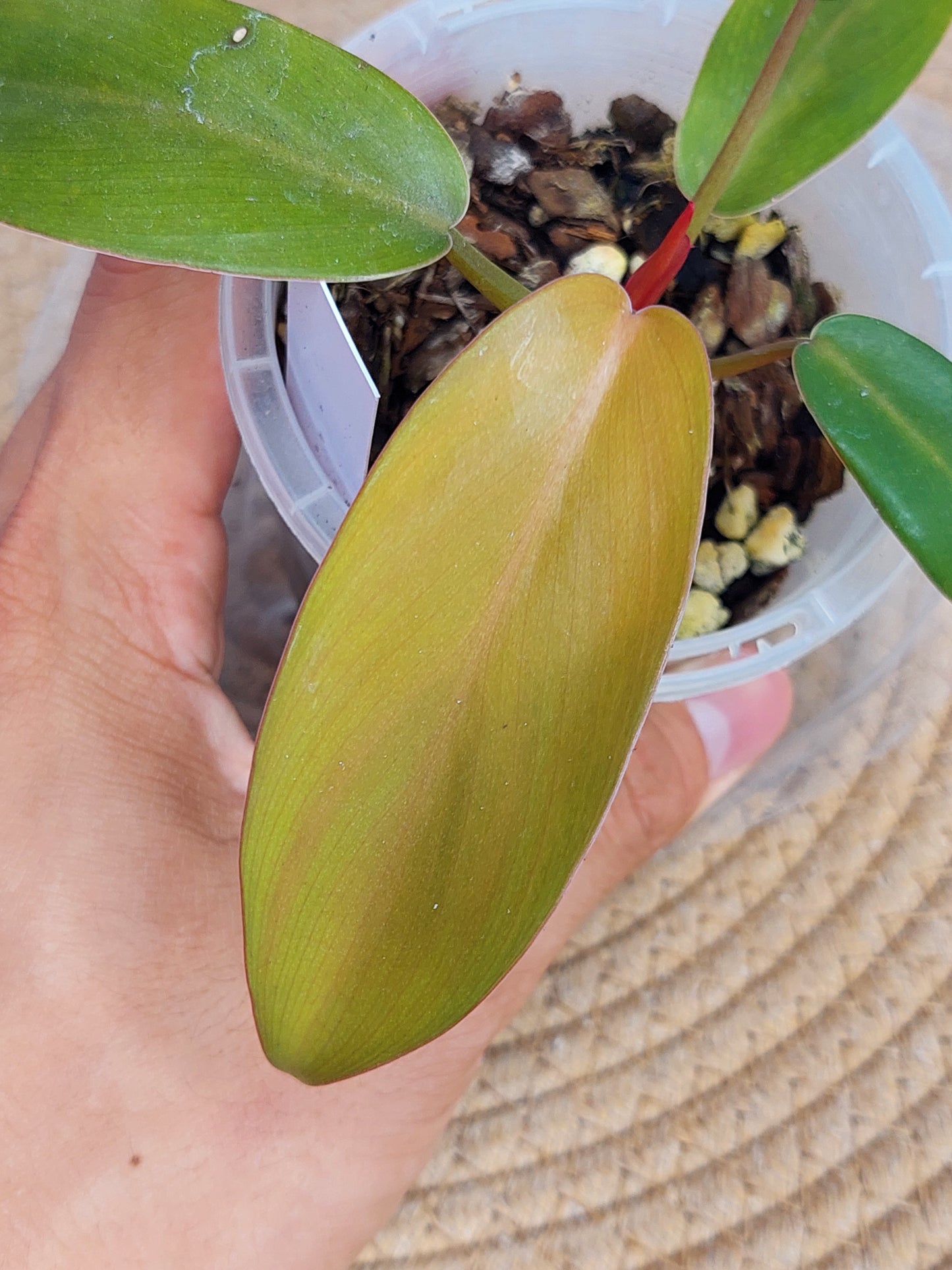 Philodendron Florida Bronze 1