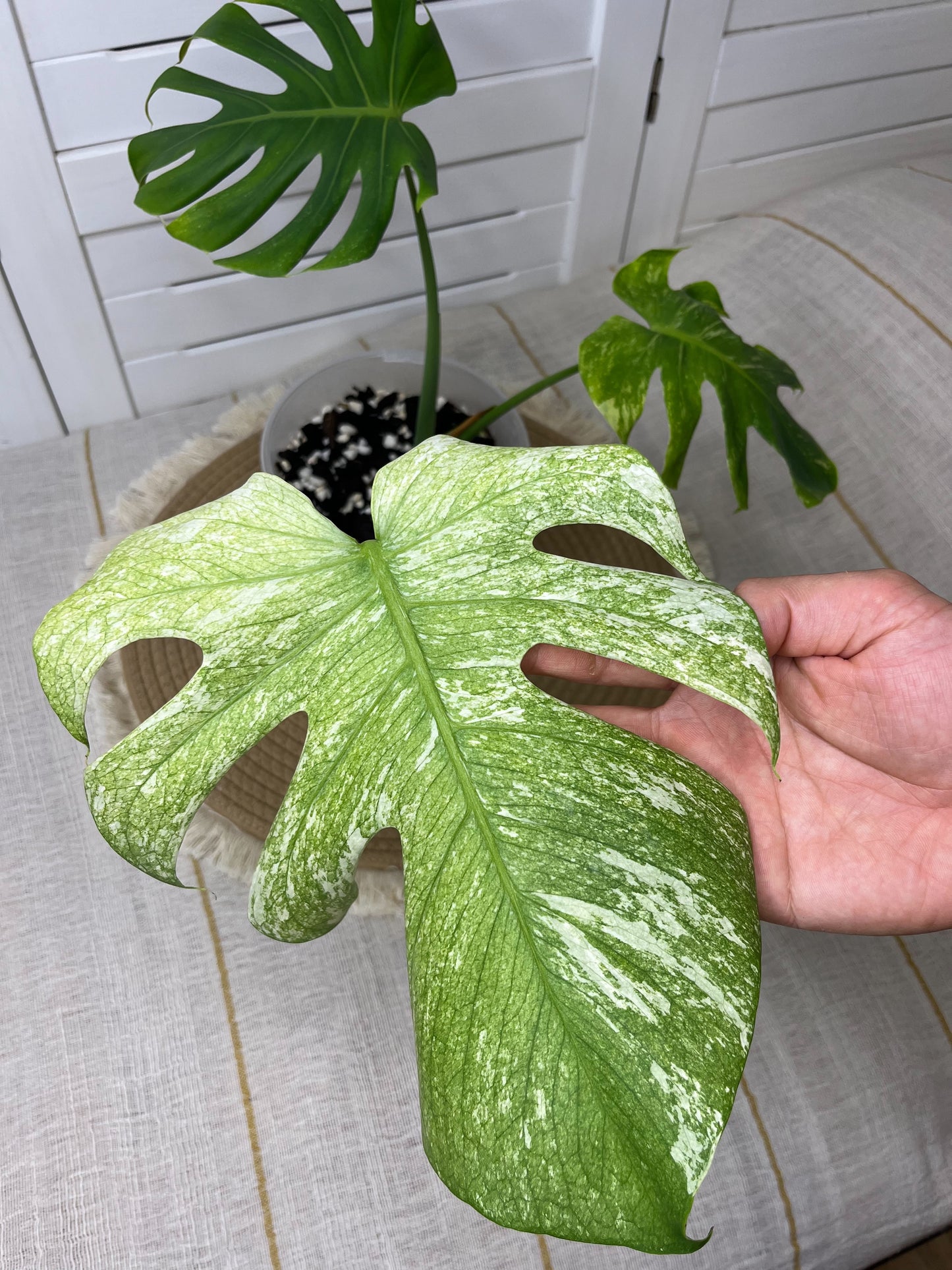 Monstera Deliciosa Sunshine 4