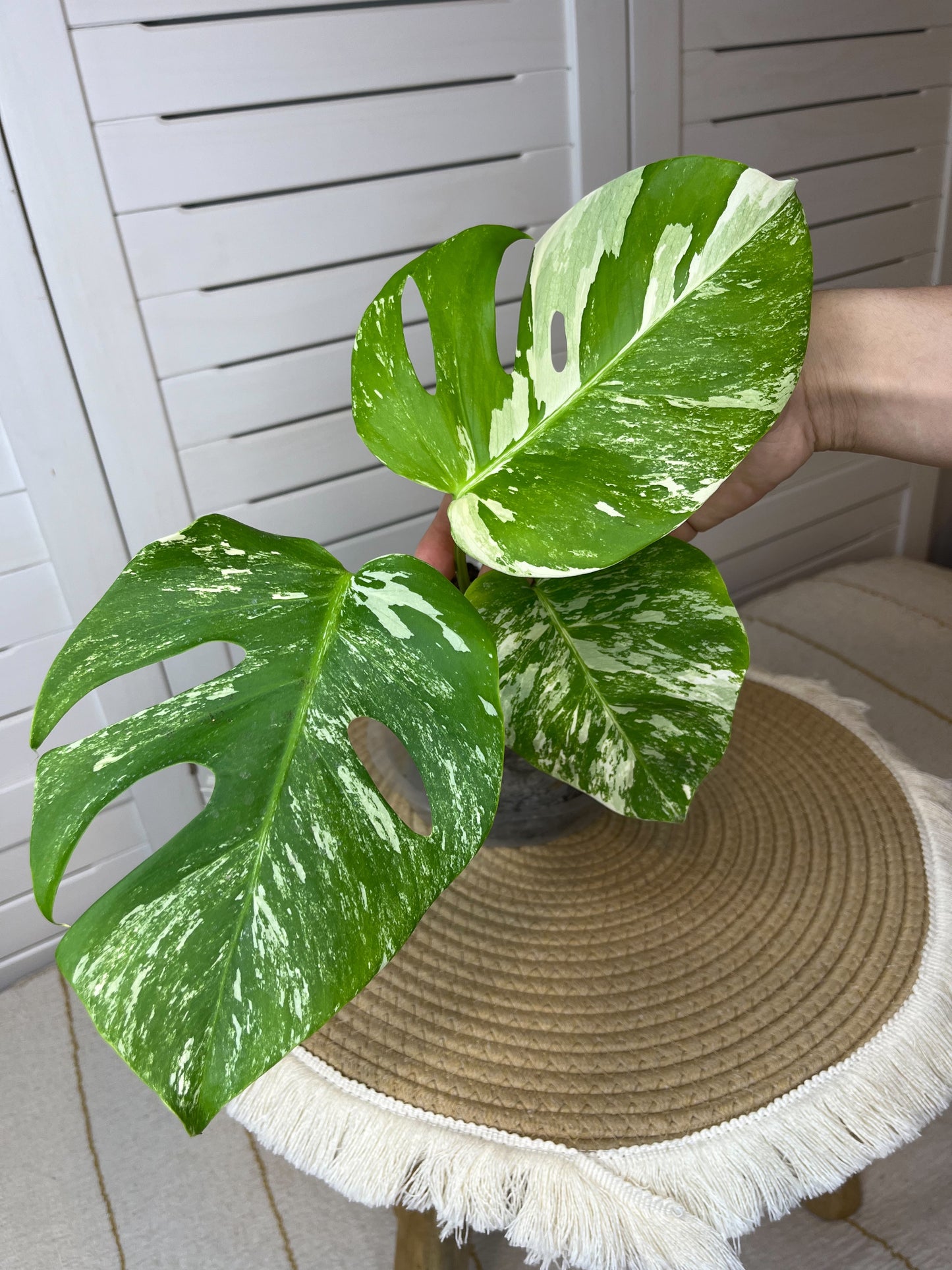 Monstera Borsigiana Albo Variegated #4