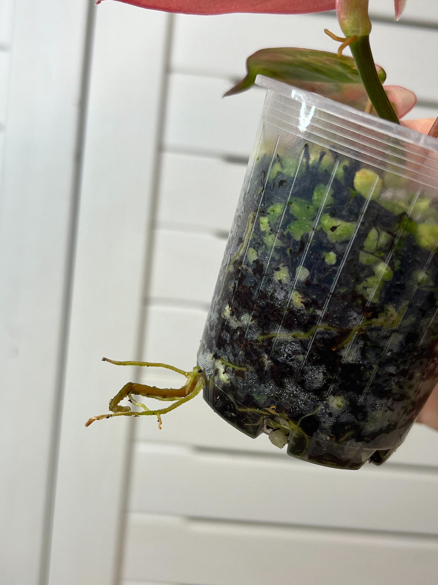 Philodendron Mican Variegated (1)