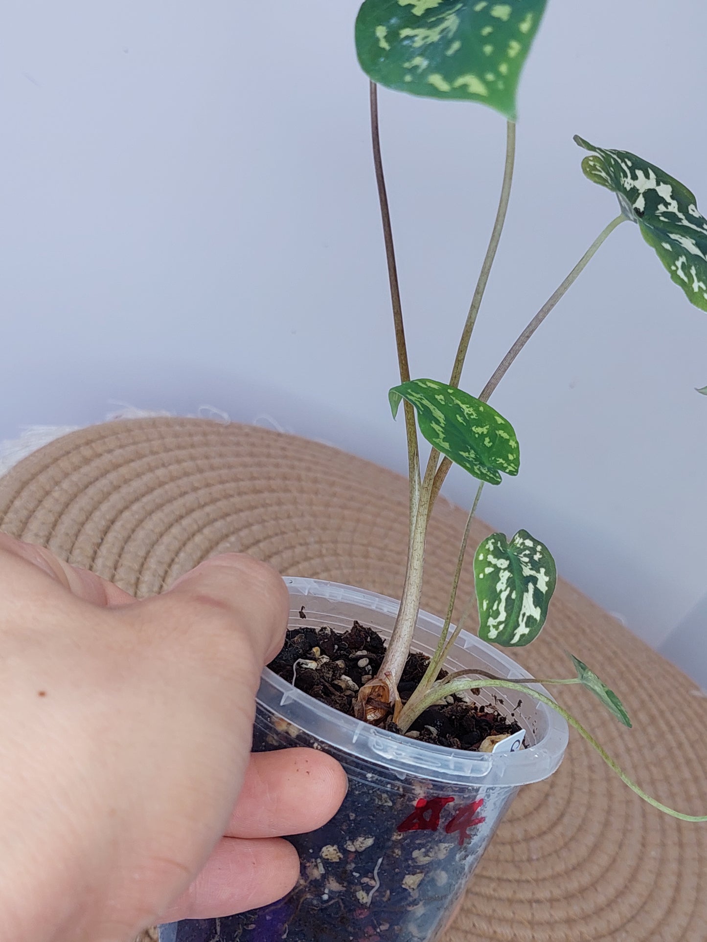 Caladium Hilo Beauty (D)