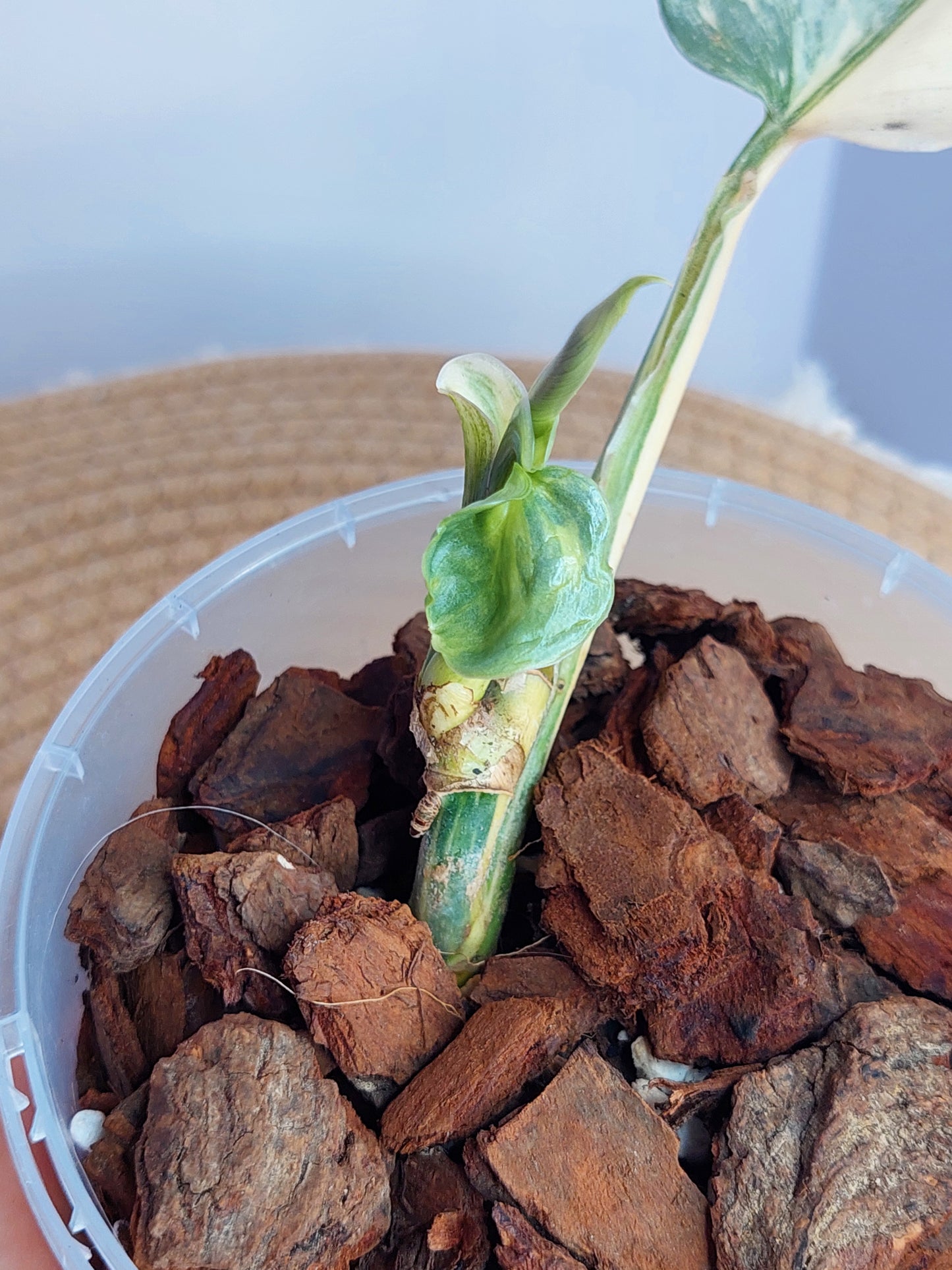 Philodendron Silver Sword Variegated #A