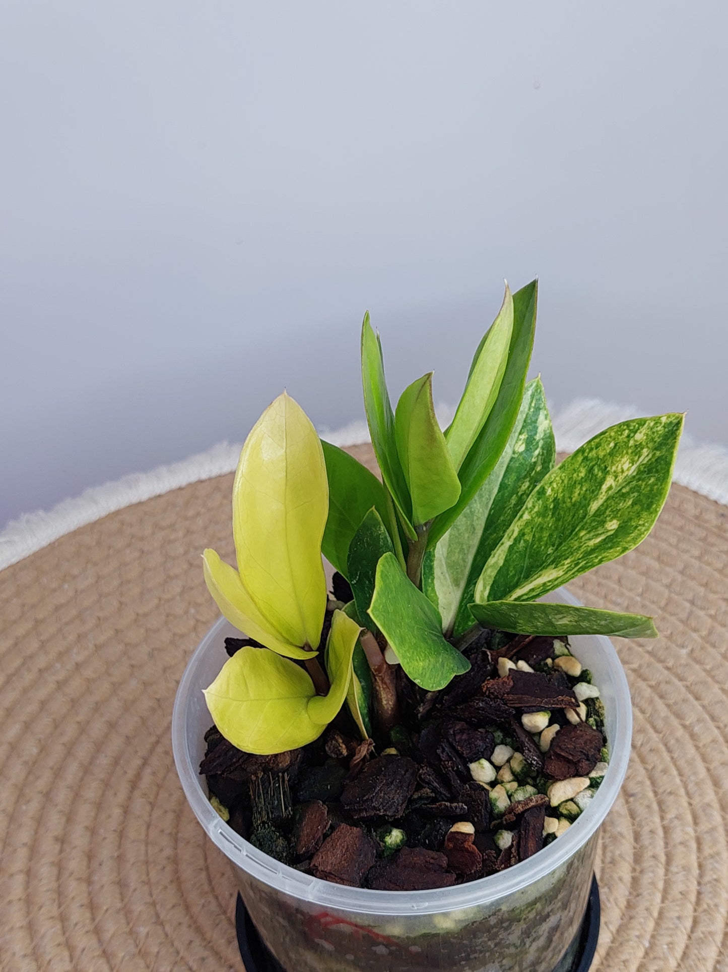 ZZ plant variegated D