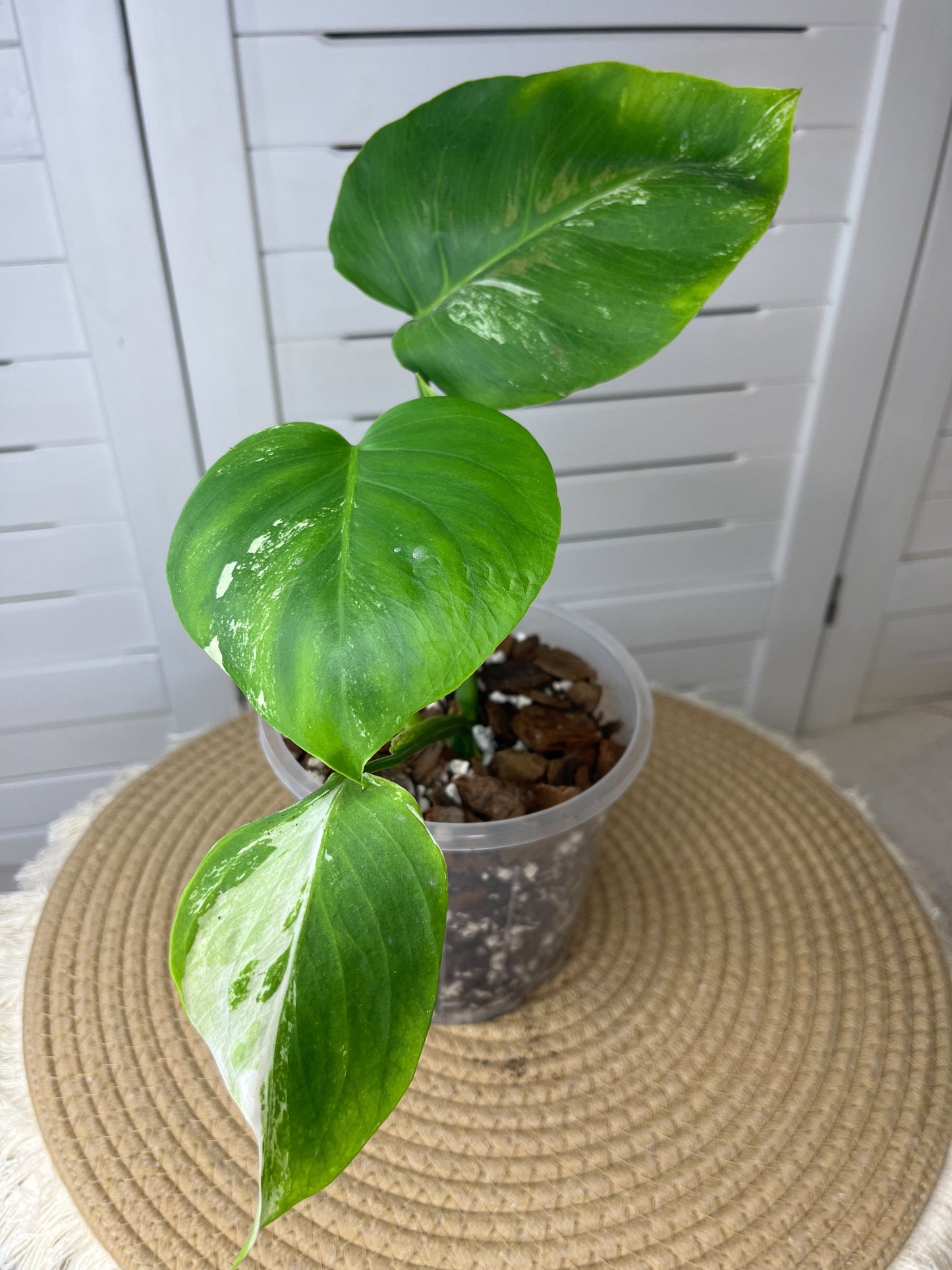 Monstera Borsigiana Albo Variegated 3