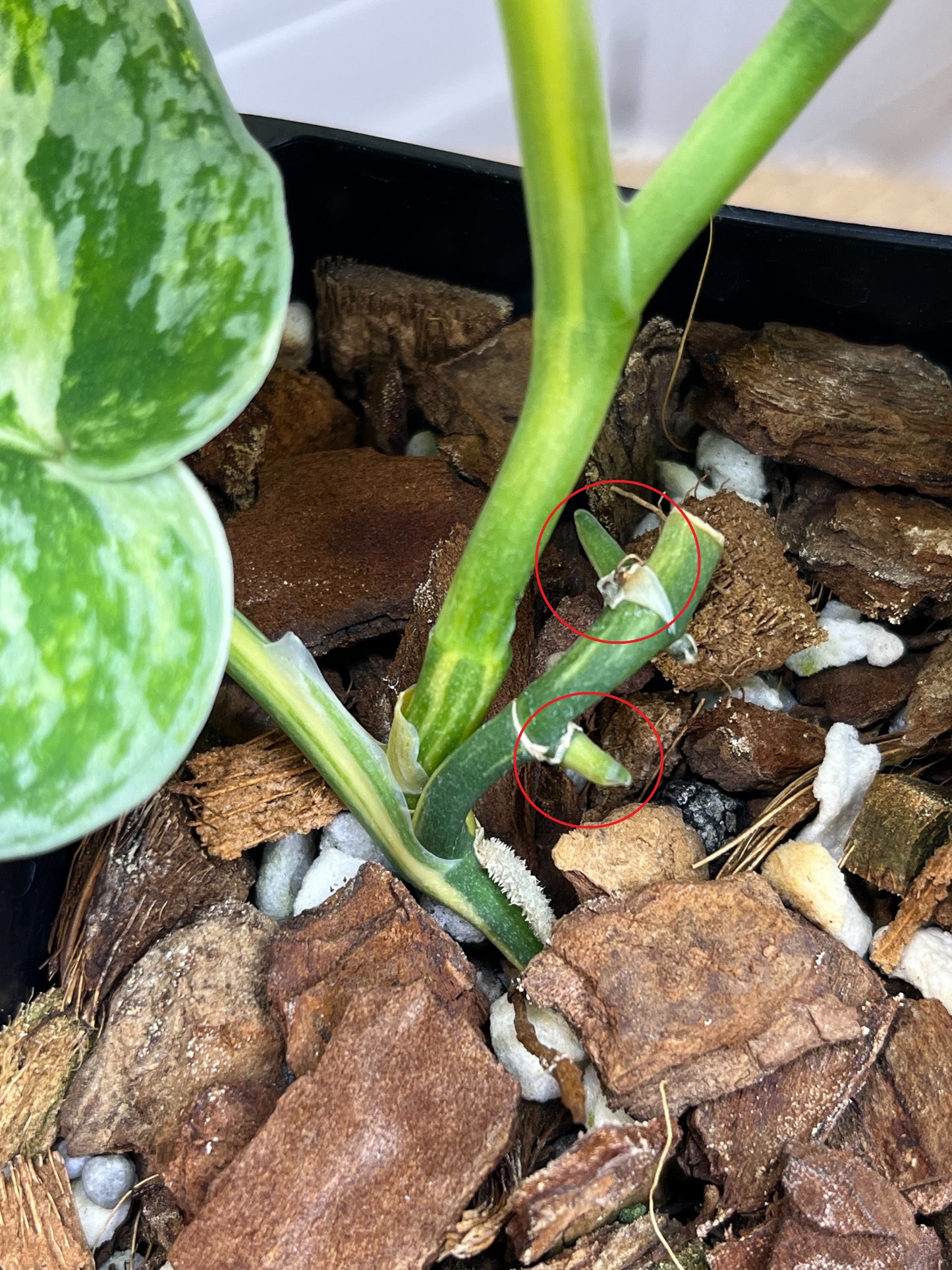 Scindapsus Exotica Variegated (4)