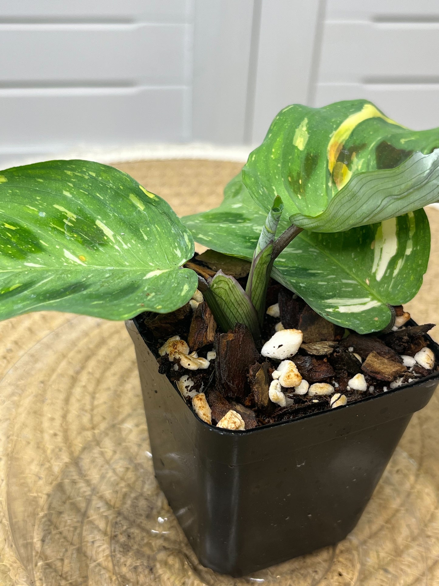 Prayer Plant(Maranta) Variegated @4