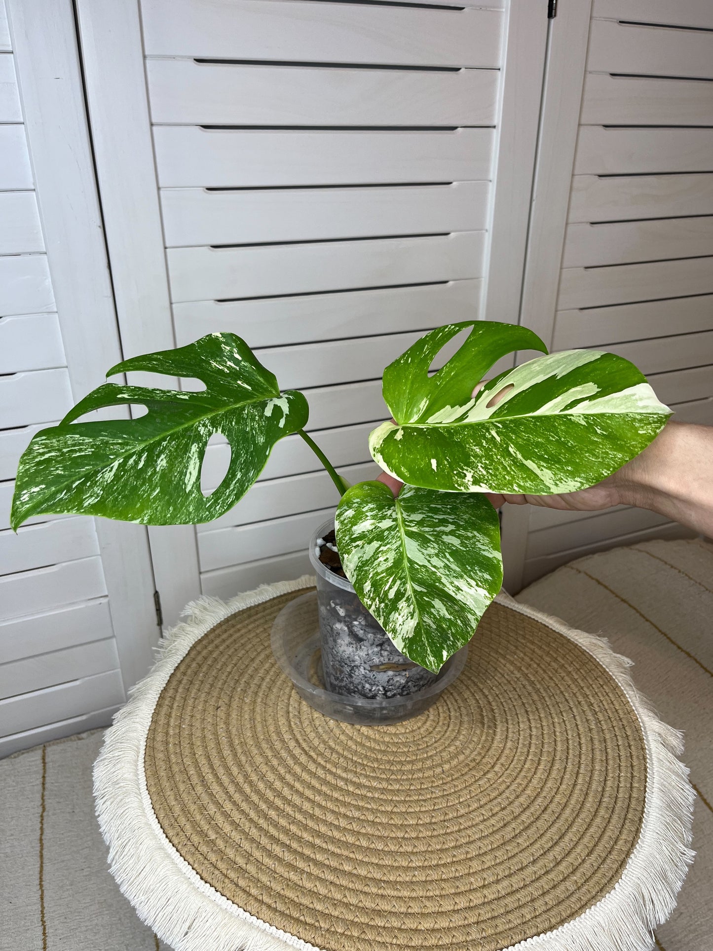 Monstera Borsigiana Albo Variegated #4