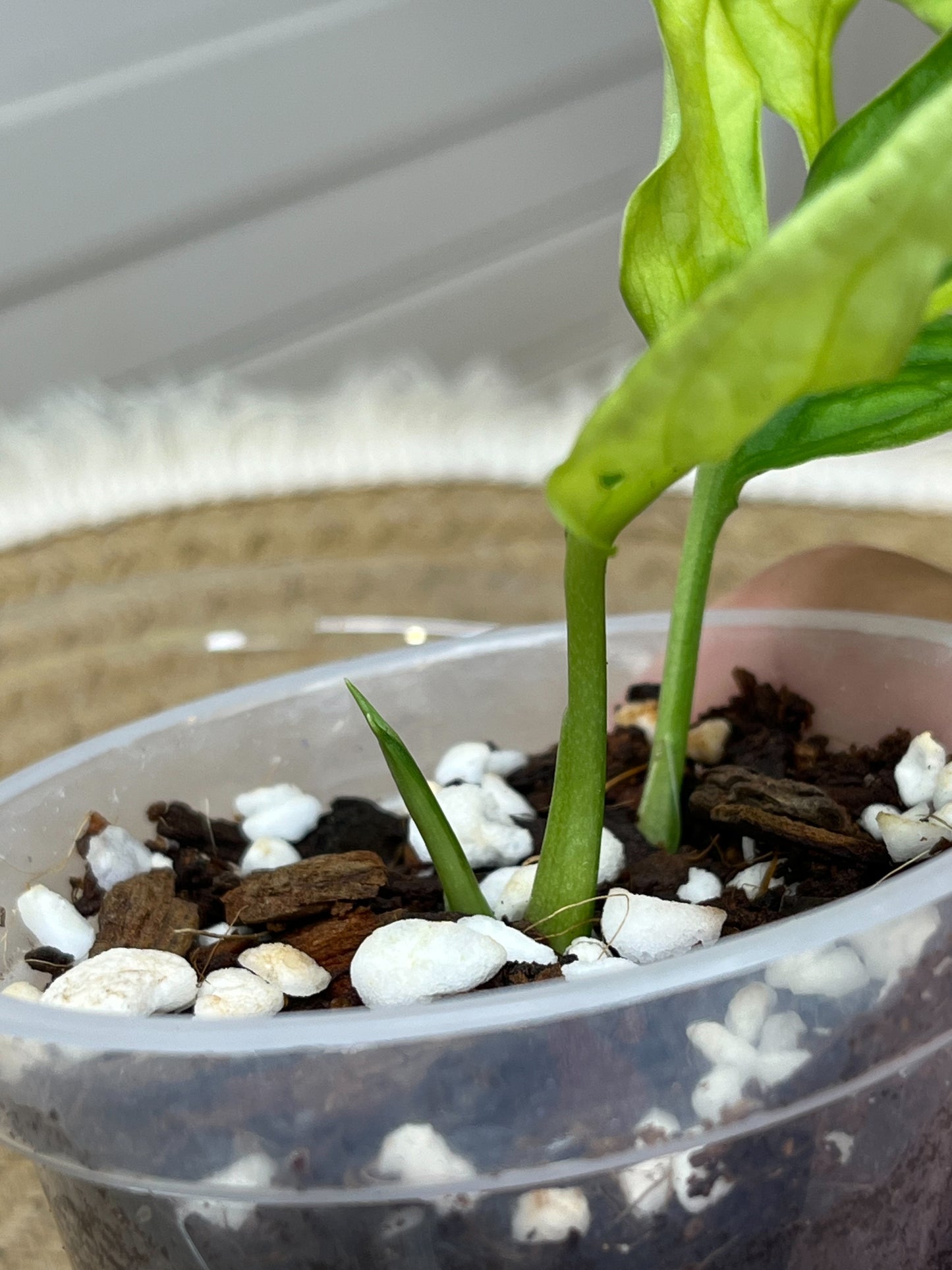 Monstera Monkey Mask(Adansonii) *Aurea HALF MOON Variegated #A