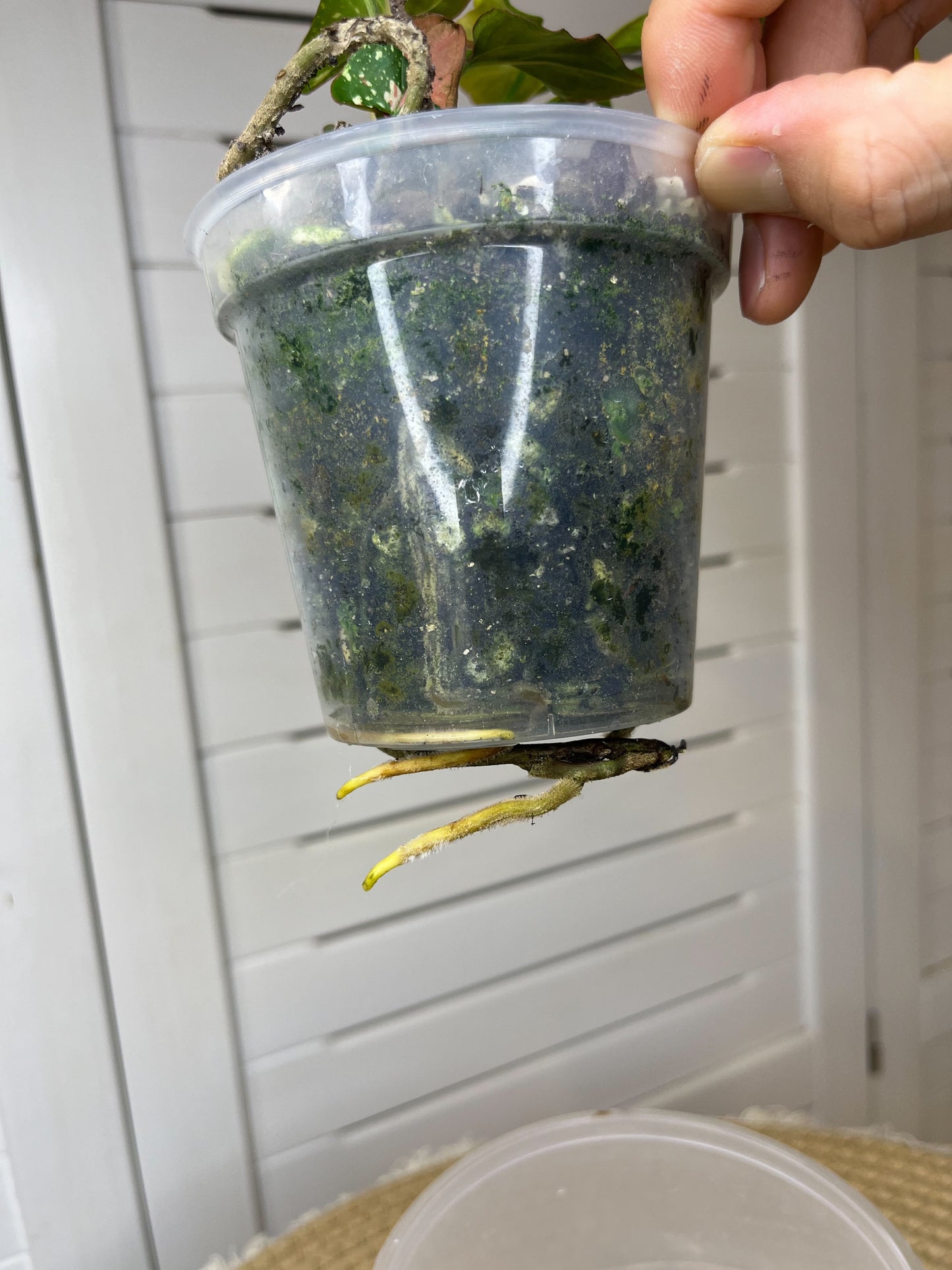 Syngonium Red Spot Tricolour (4)