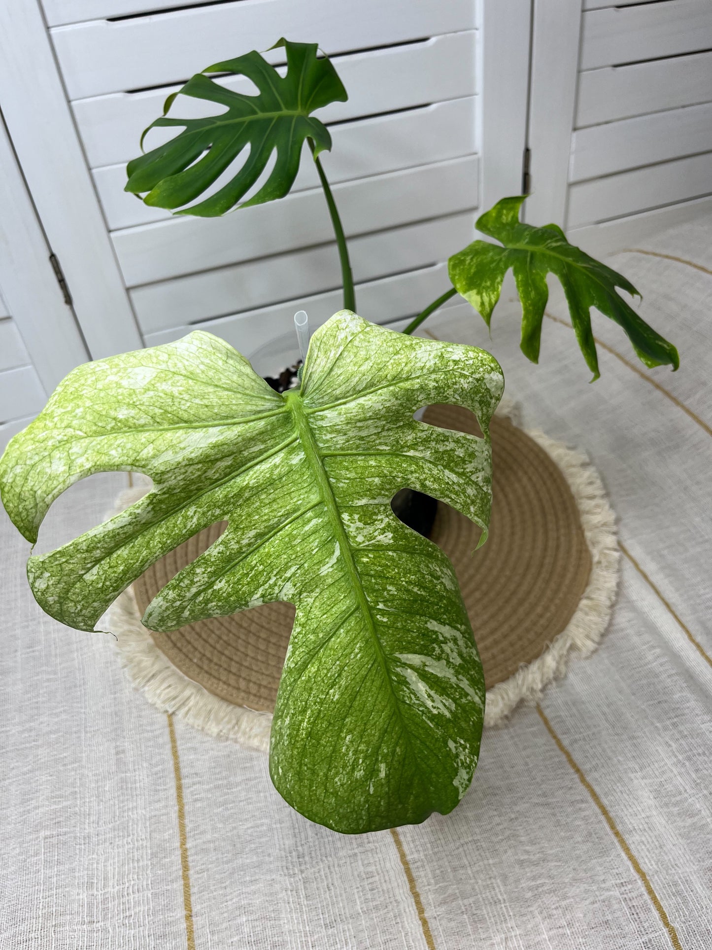 Monstera Deliciosa Sunshine 4