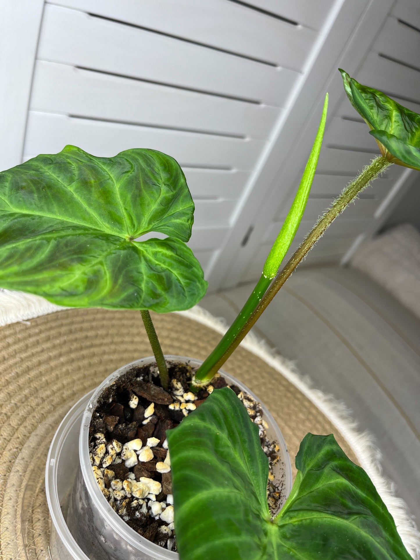 Philodendron Verrucosum 1