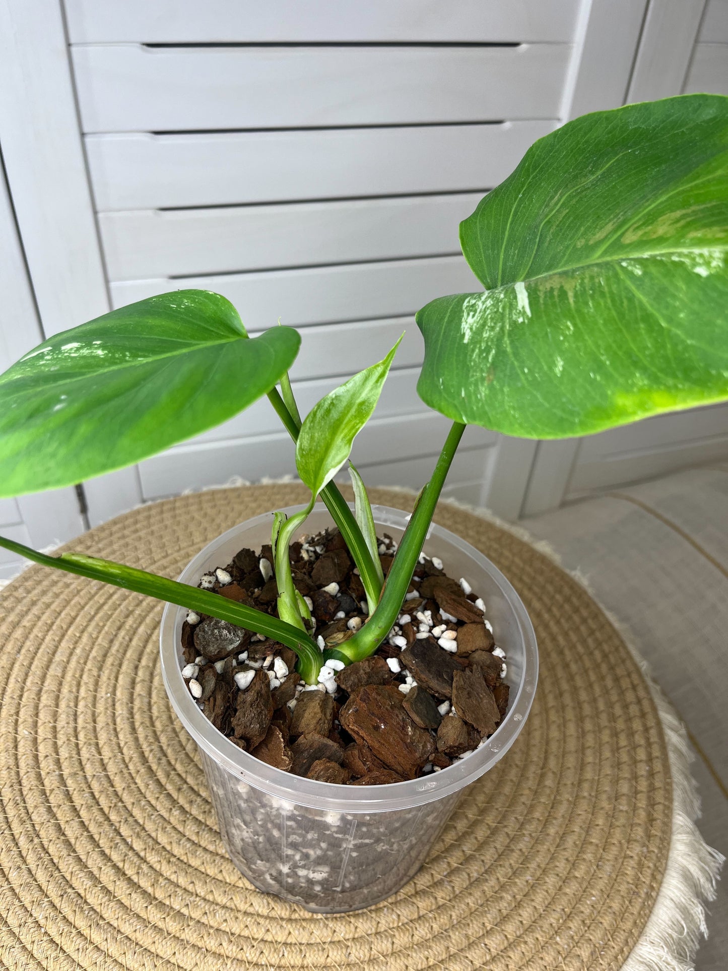 Monstera Borsigiana Albo Variegated 3