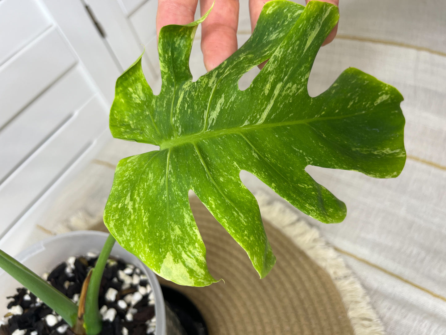 Monstera Deliciosa Sunshine 4